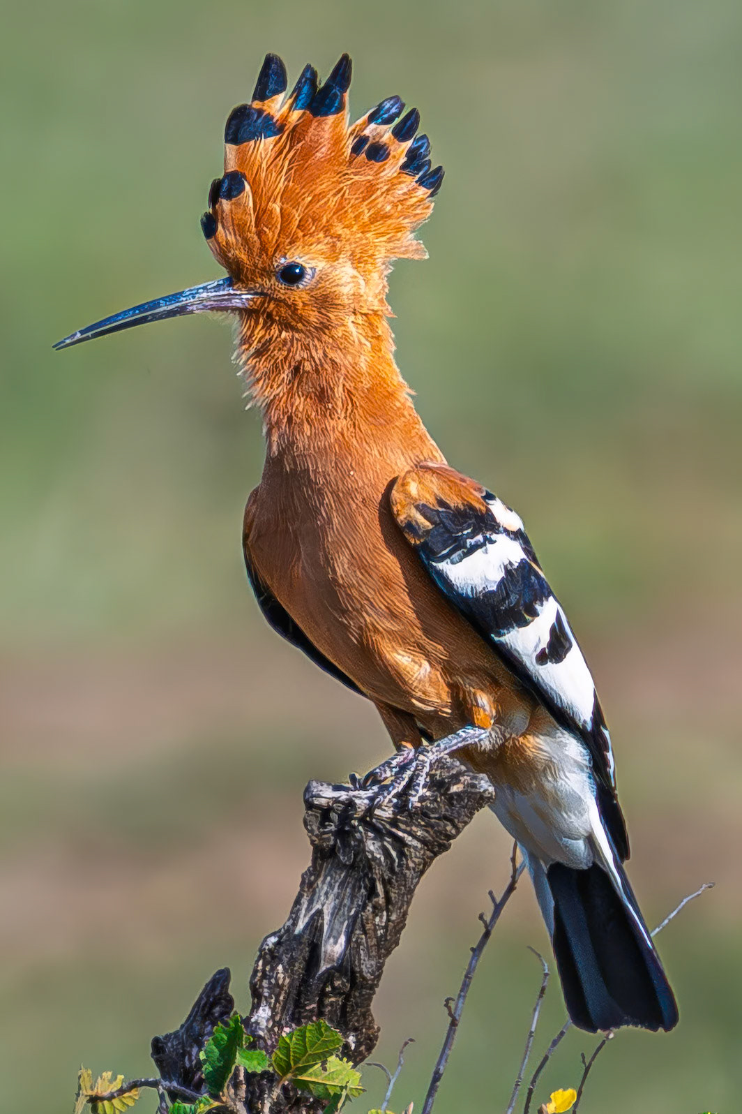 Common Hoopoe (African)