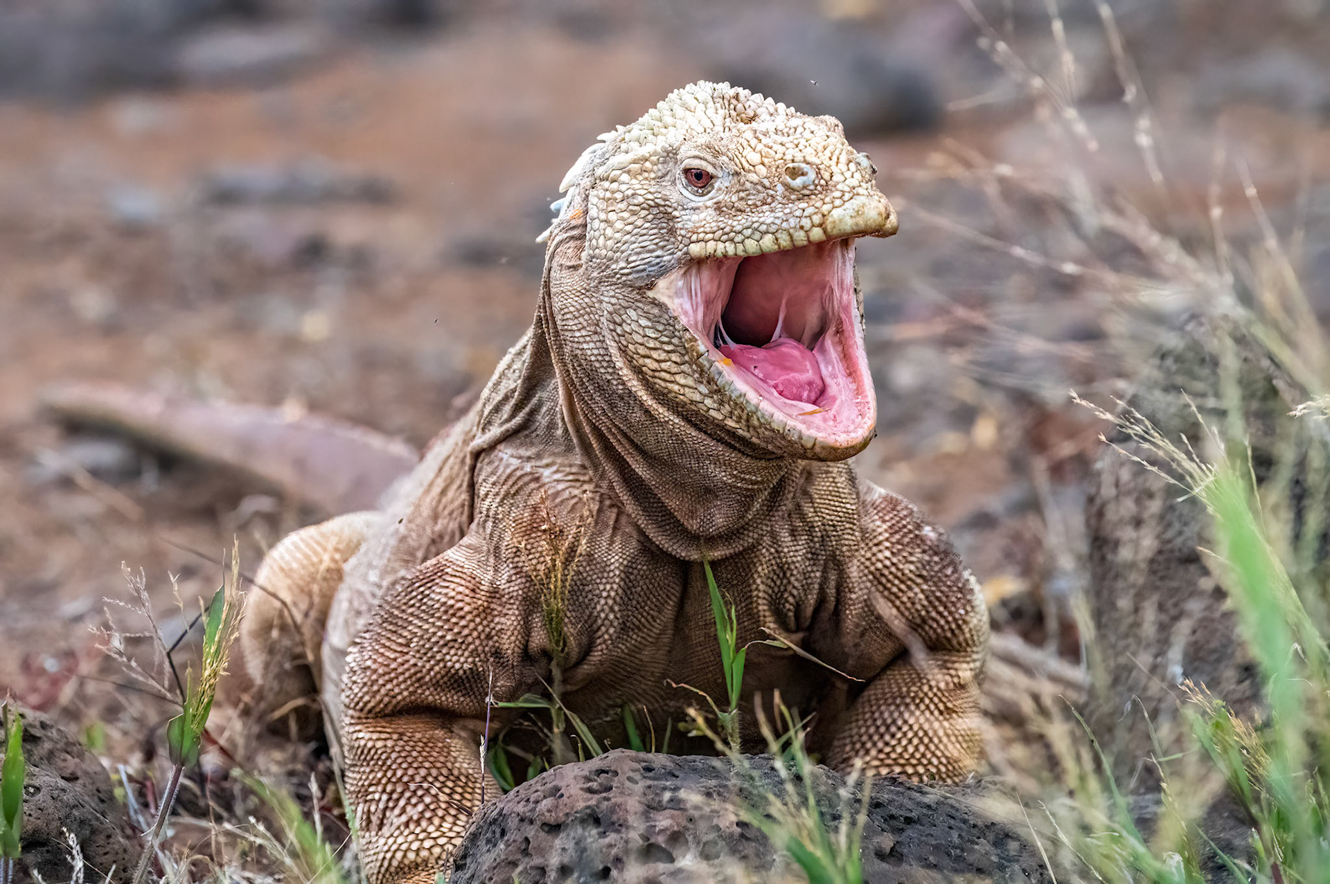 Santa Fe Land Iguana