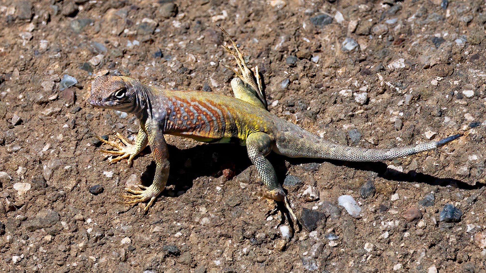 Greater Earless Lizard