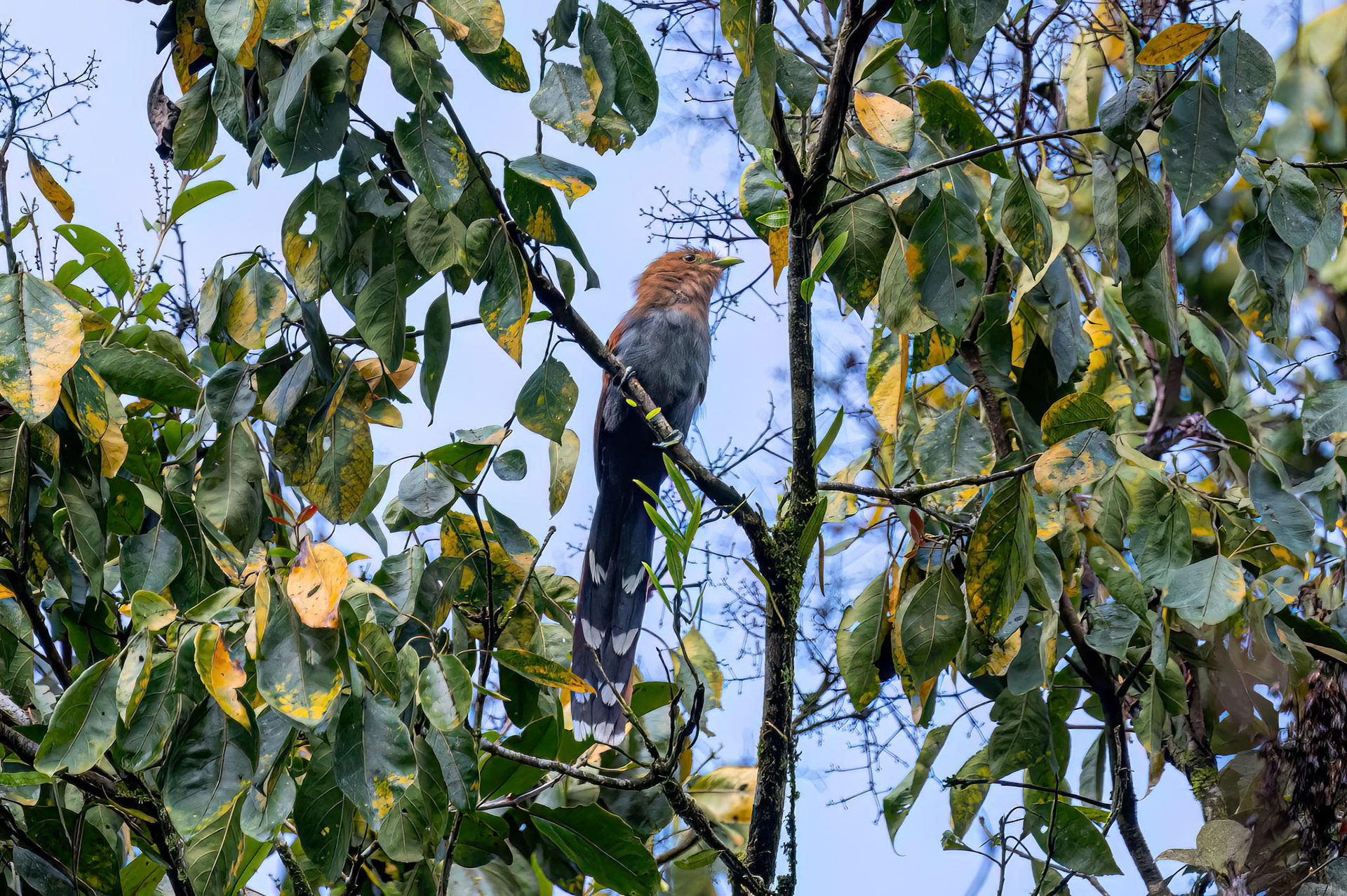 Common Squirrel Cuckoo