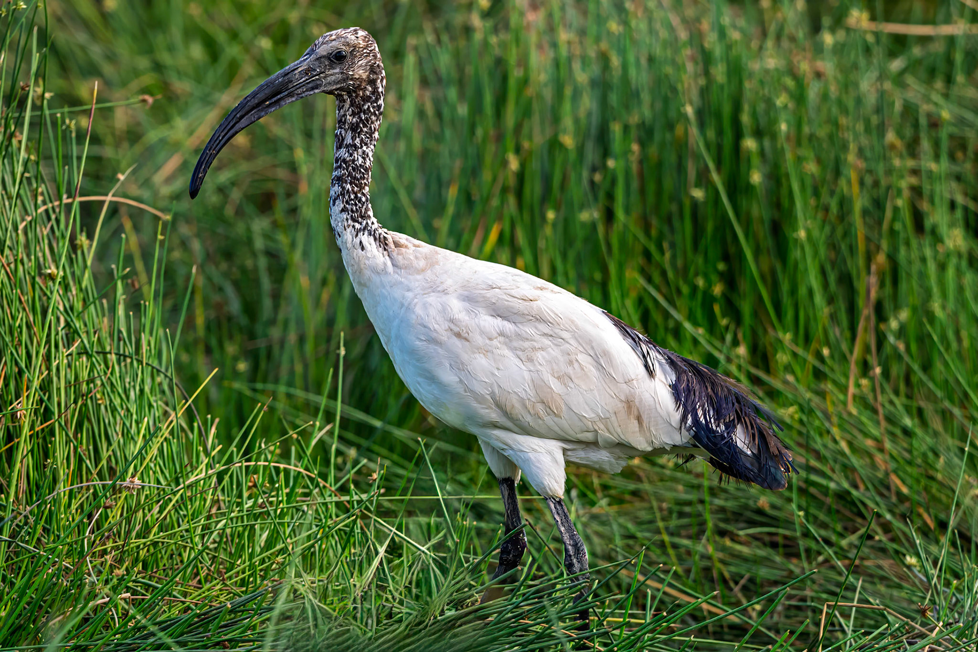 African Sacred Ibis