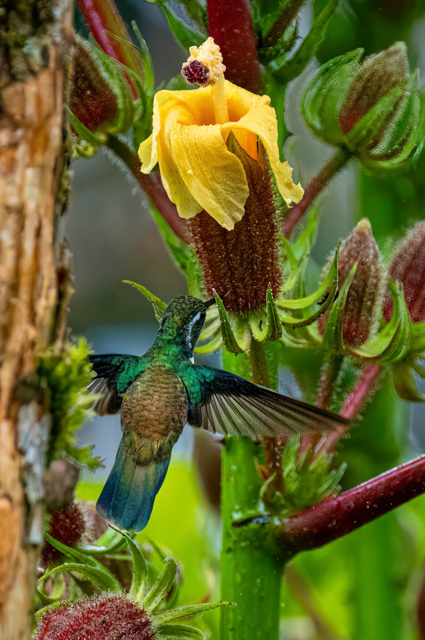 Geoffroy's Daggerbill
