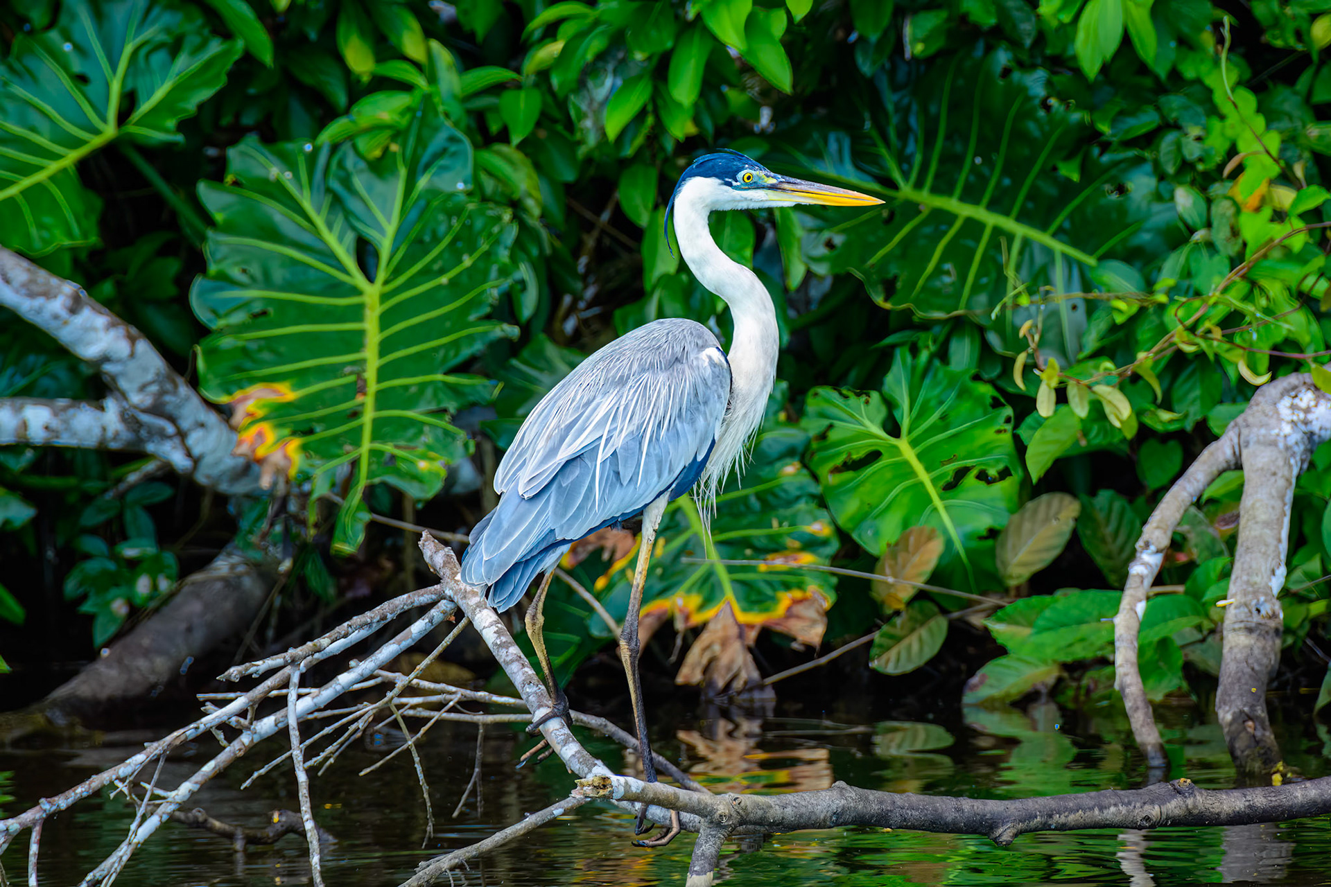 Cocoi Heron
