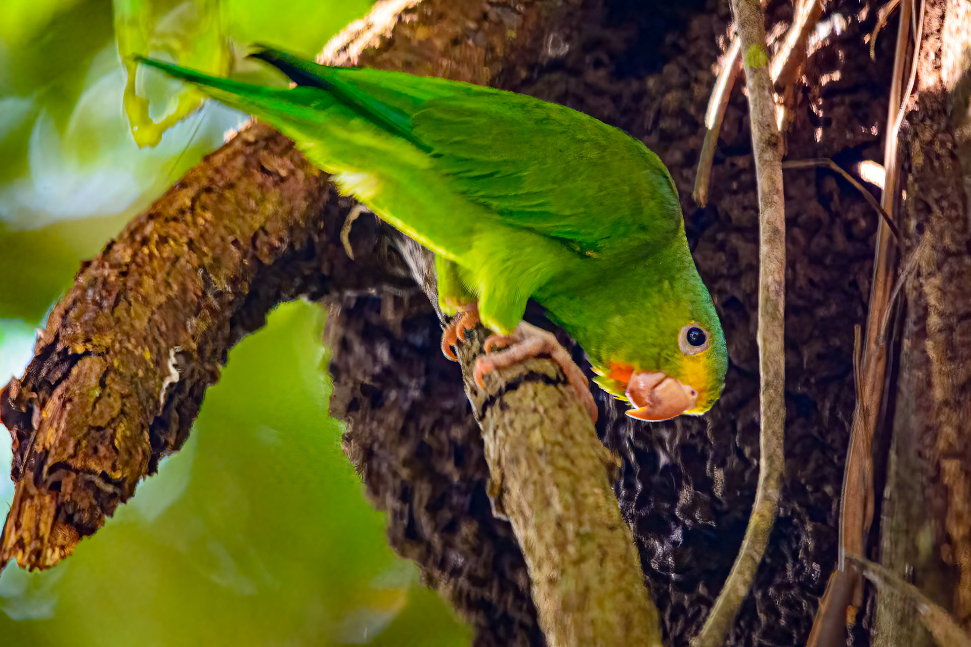 Cobalt-Winged Parakeet