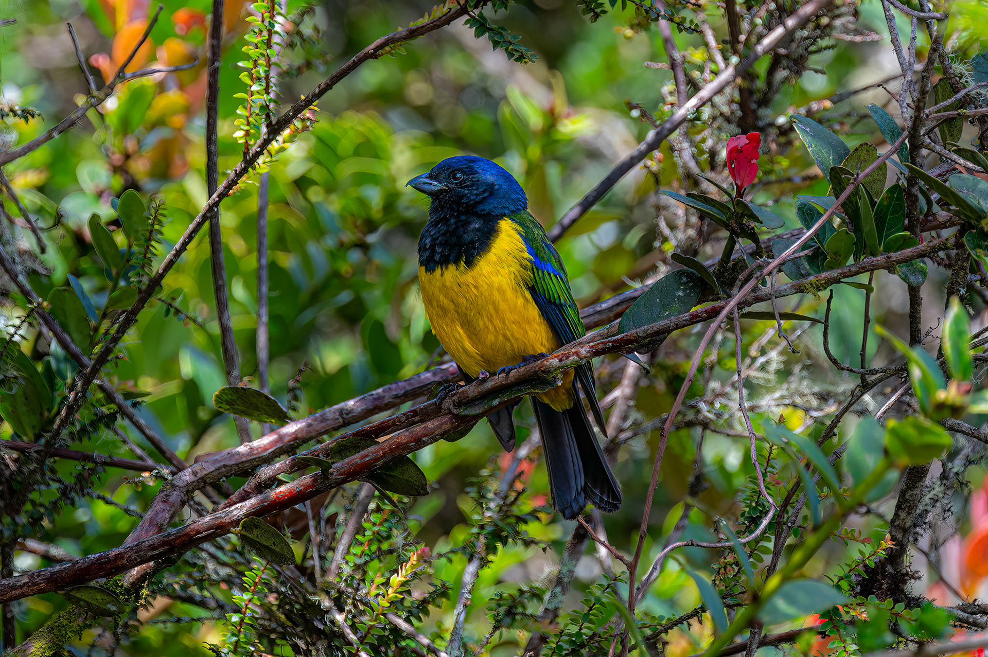 Black-chested Mountain Tanager