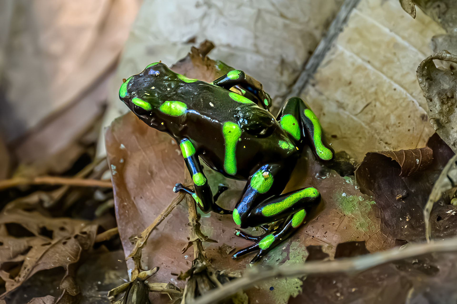 Poison Dart Frog with tadpole on back