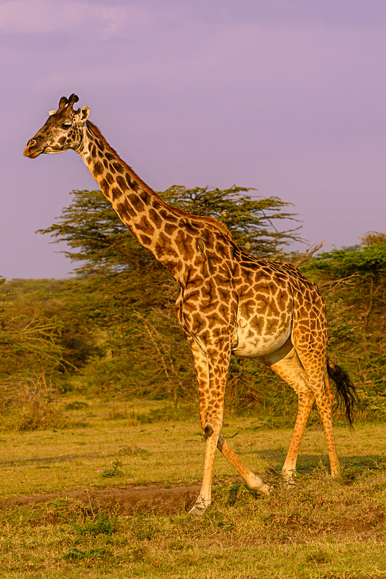 Masai giraffe at sunset in Maasai Mara
