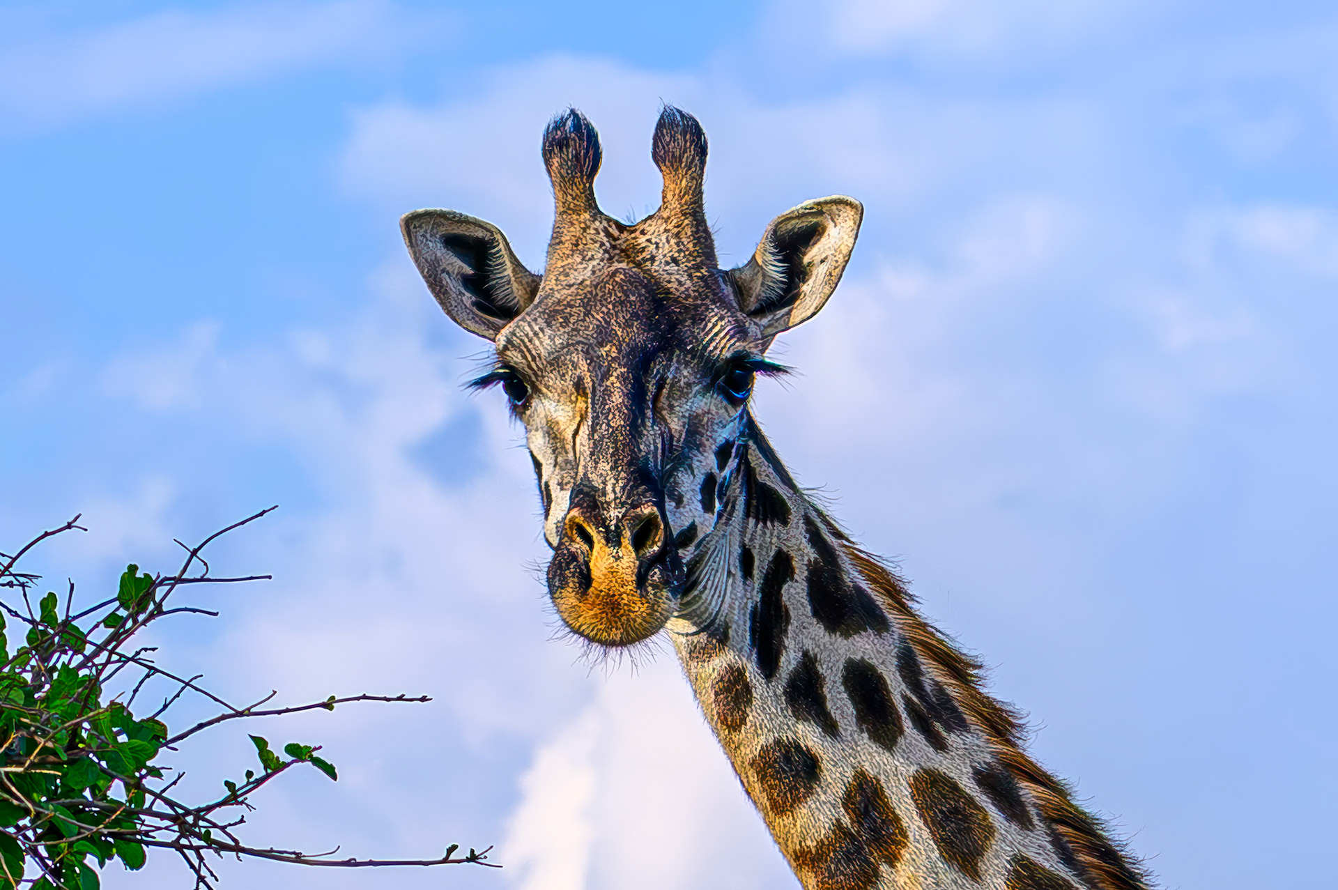 Masai Giraffe