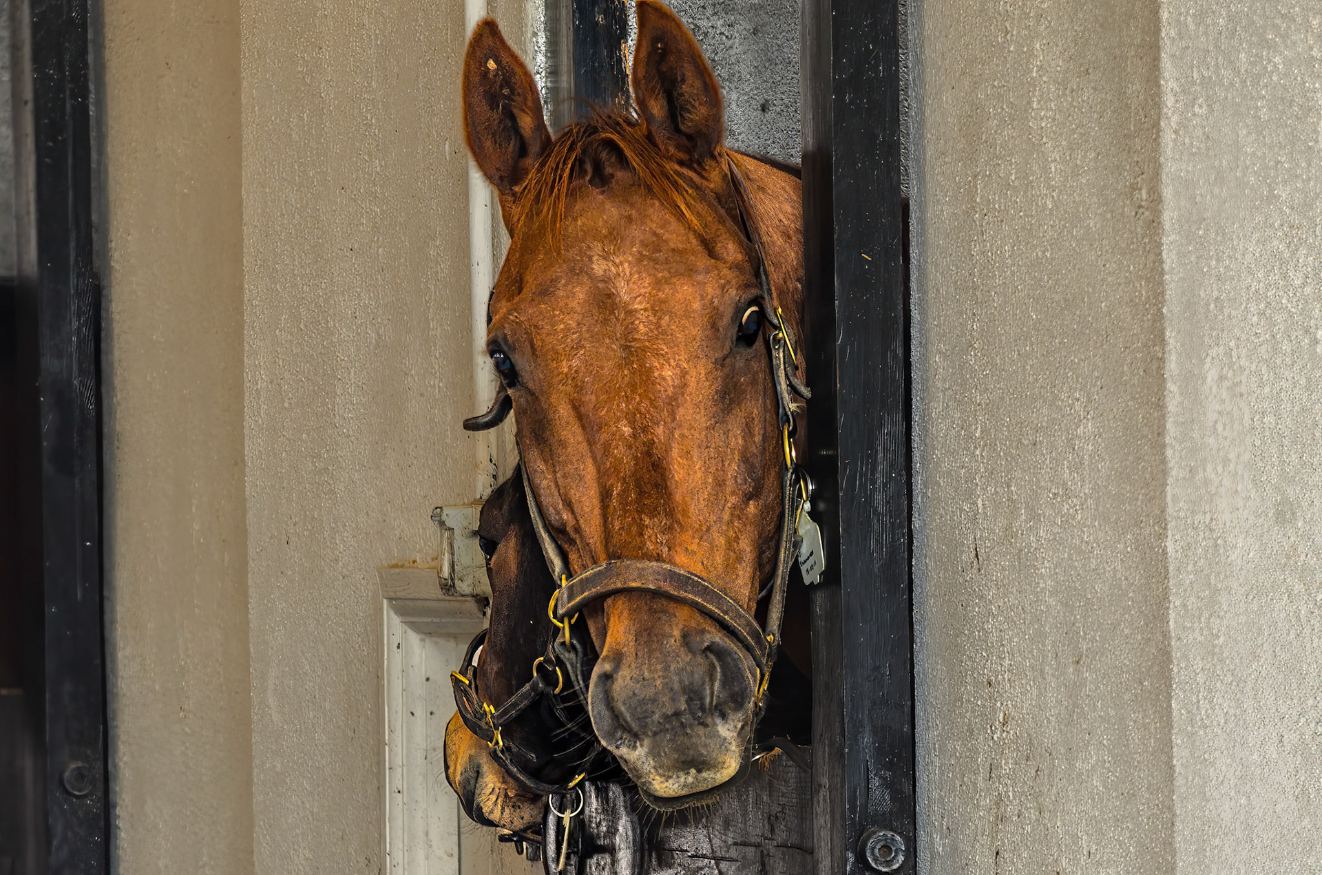 Mare and foal - Irish National Stud and Gardens