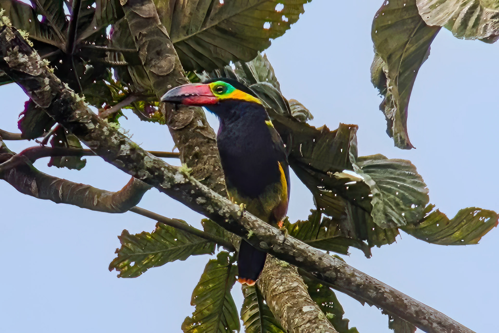 Golden-collared Toucanet