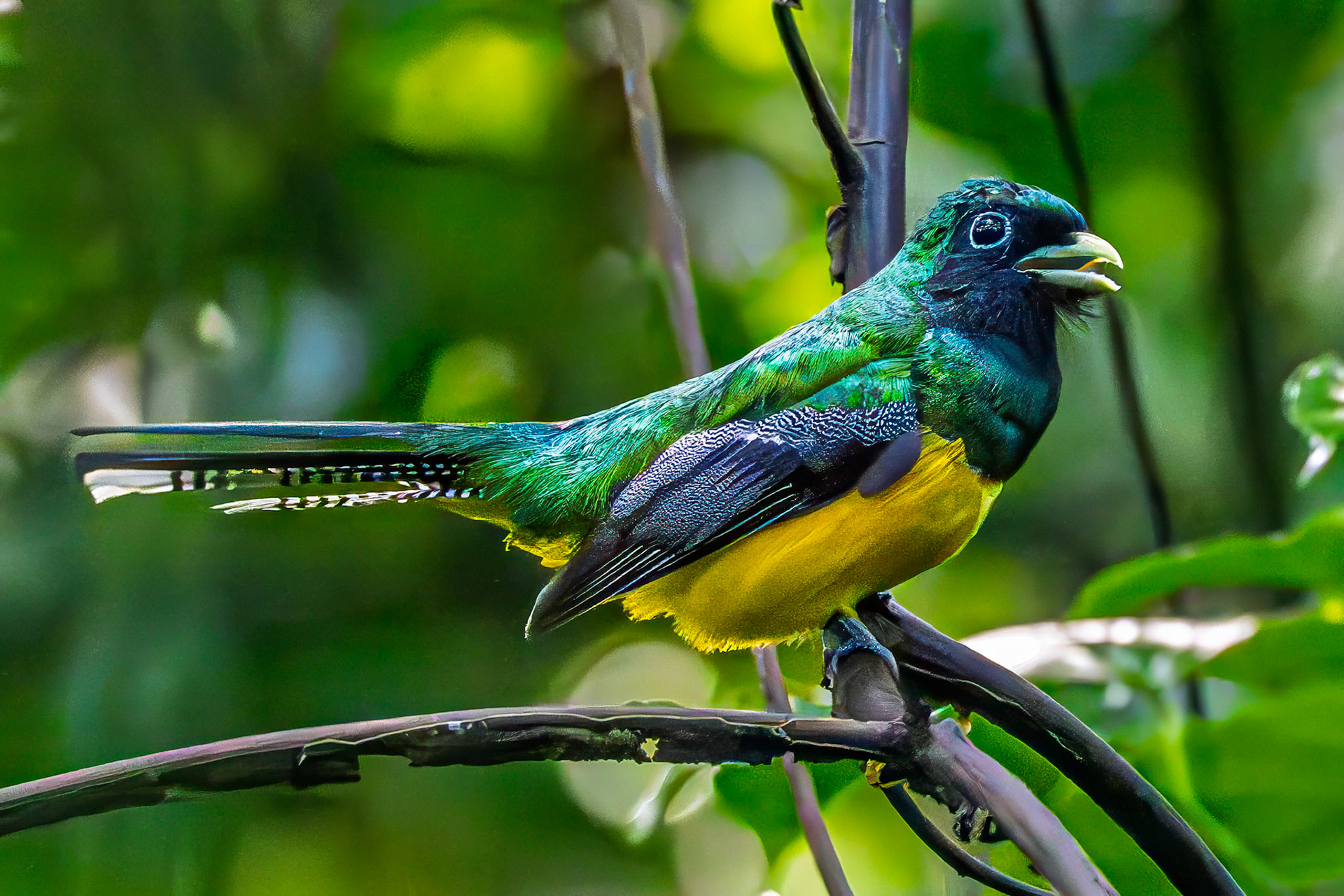 Graceful Black-throated Trogon