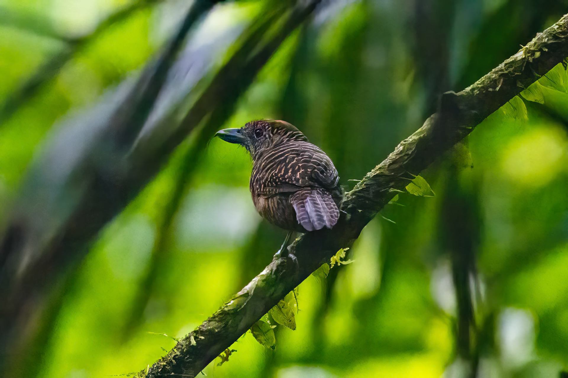 Fasciated Antshrike