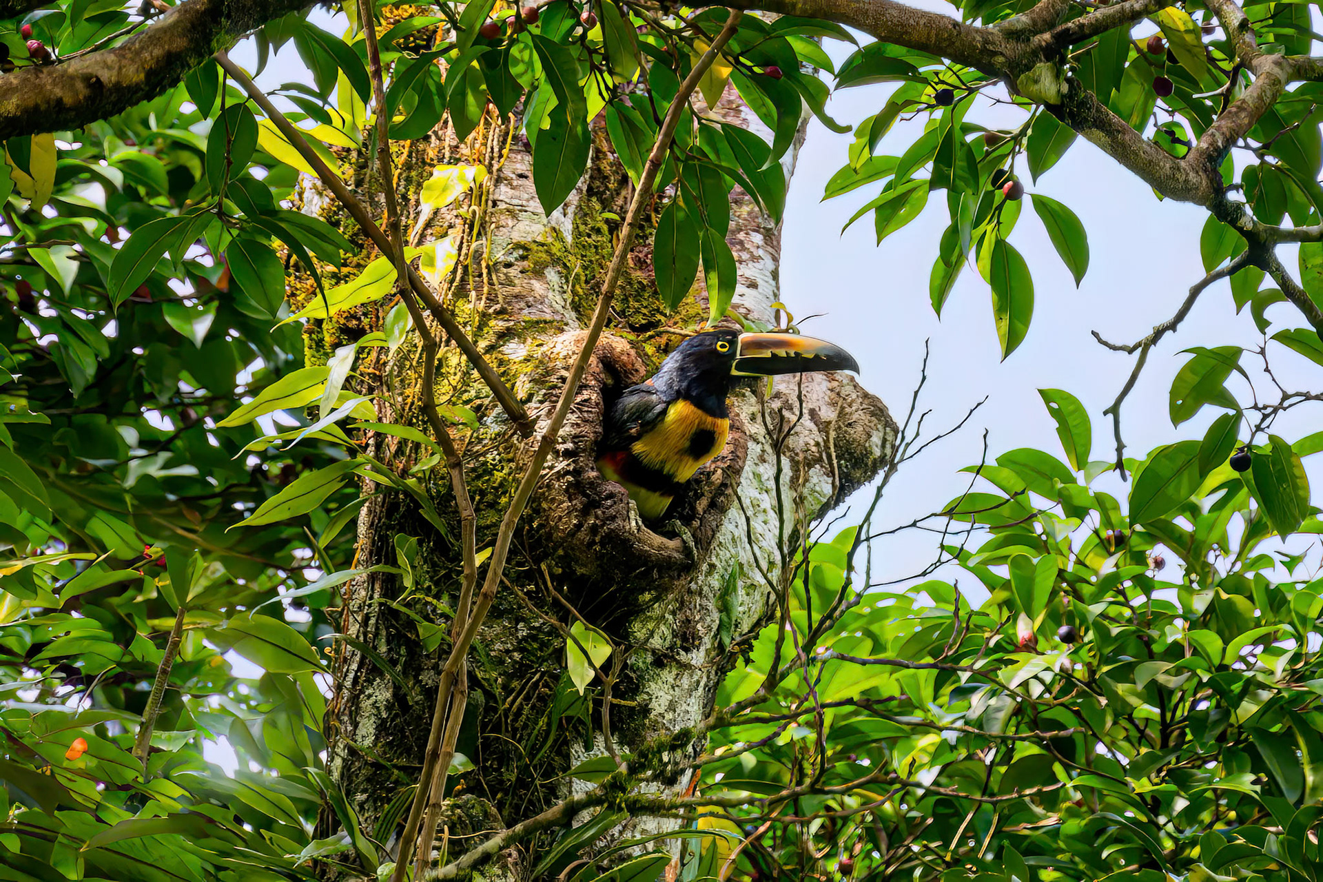 Collared Aracari