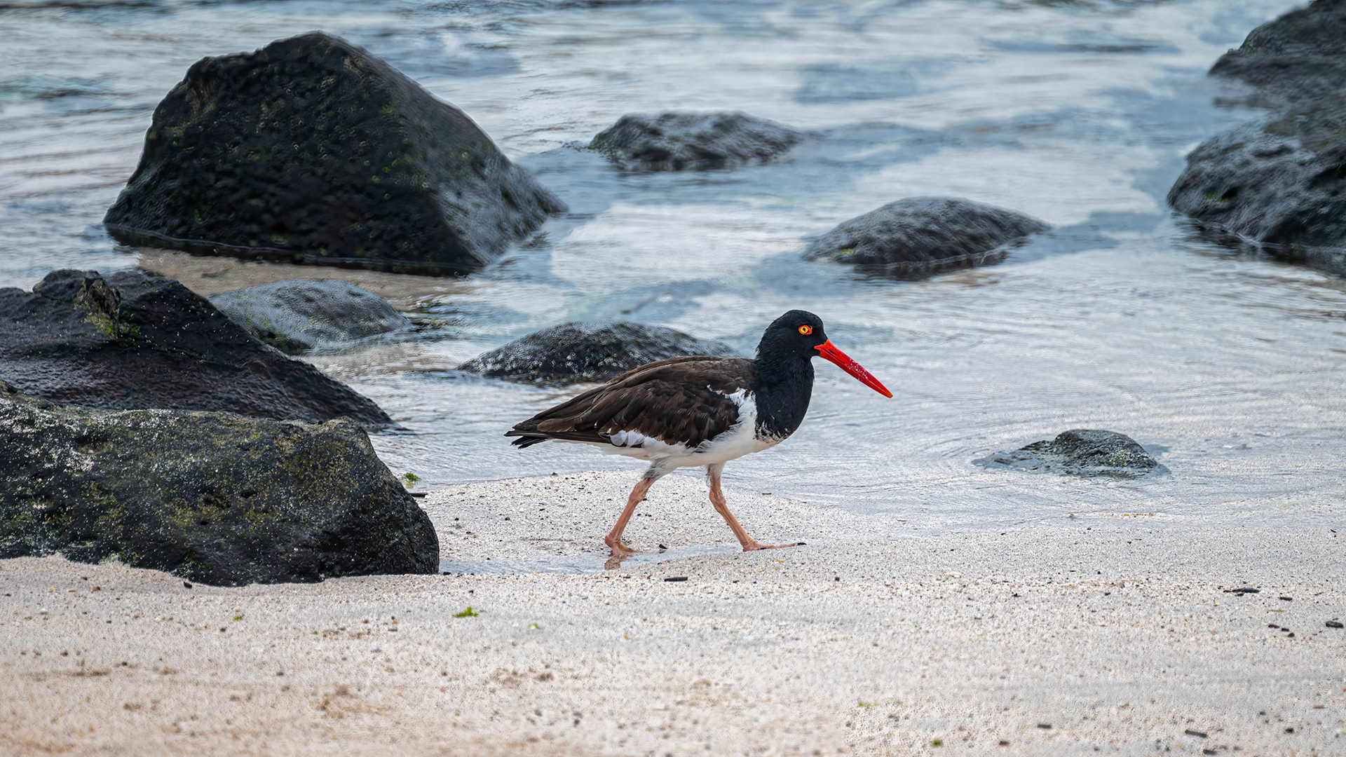 American Oystercatcher