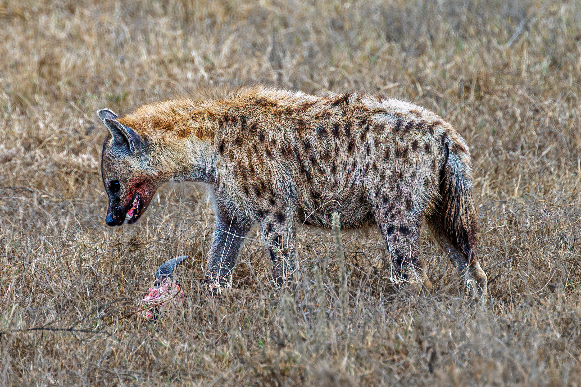 Spotted Hyena