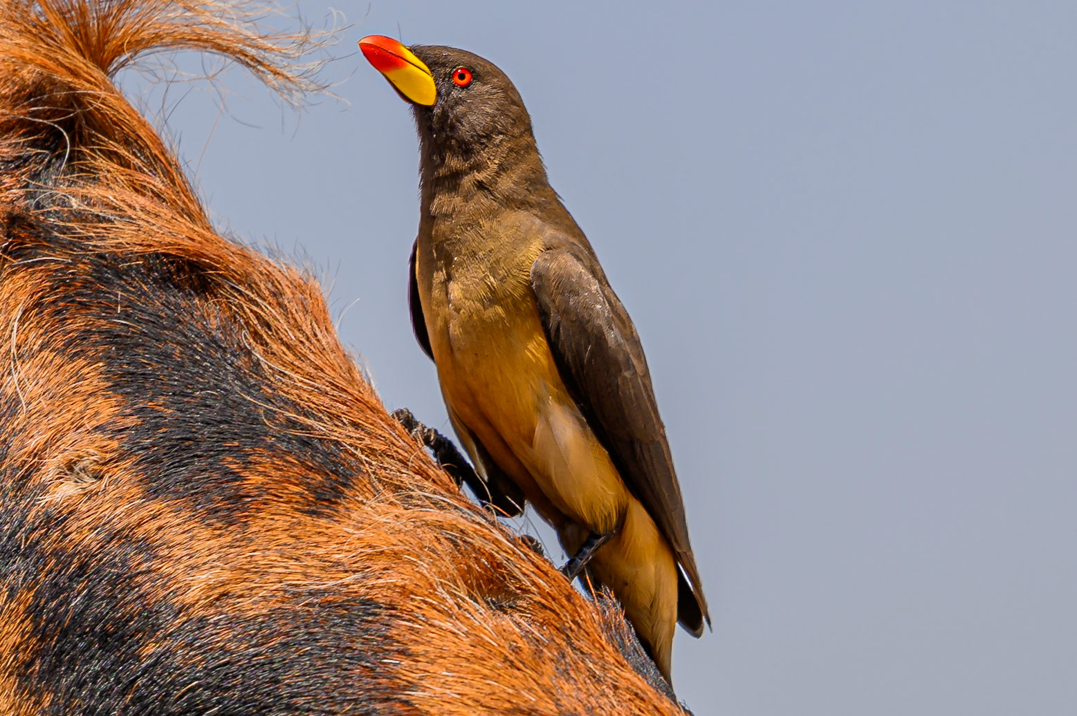 Yellow-billed Oxpecker