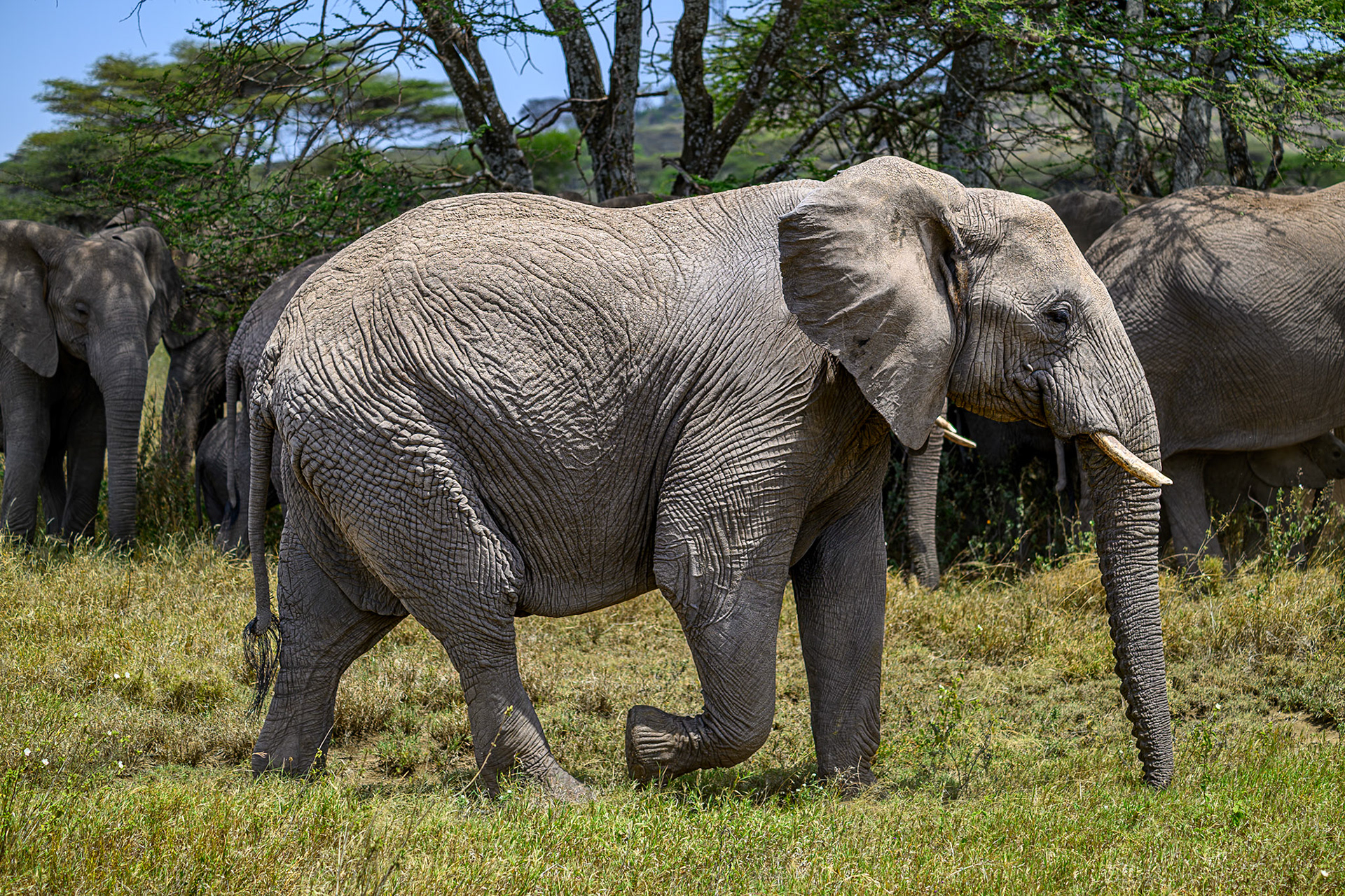 Elephant