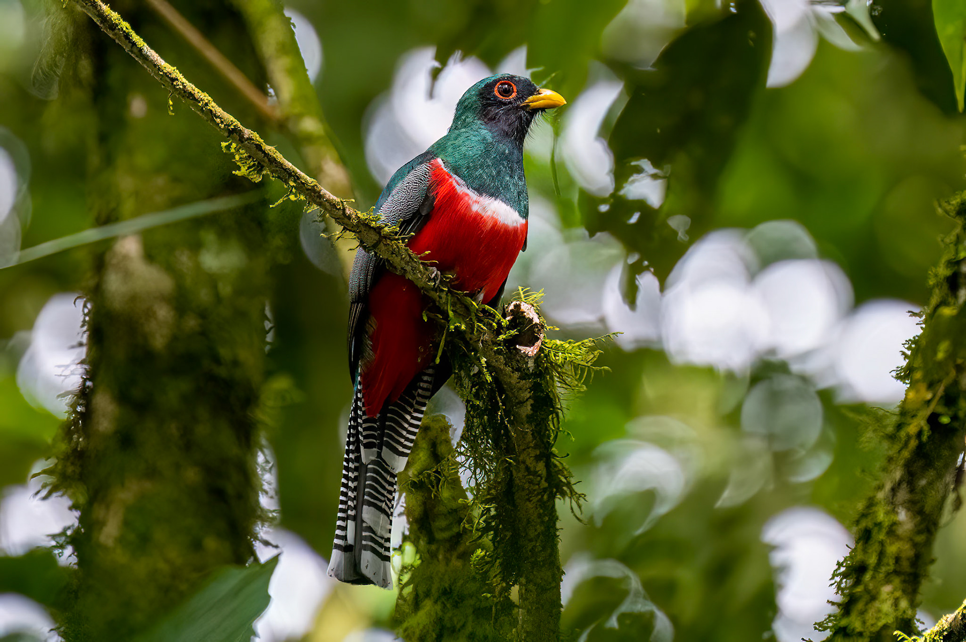 Collared Trogon