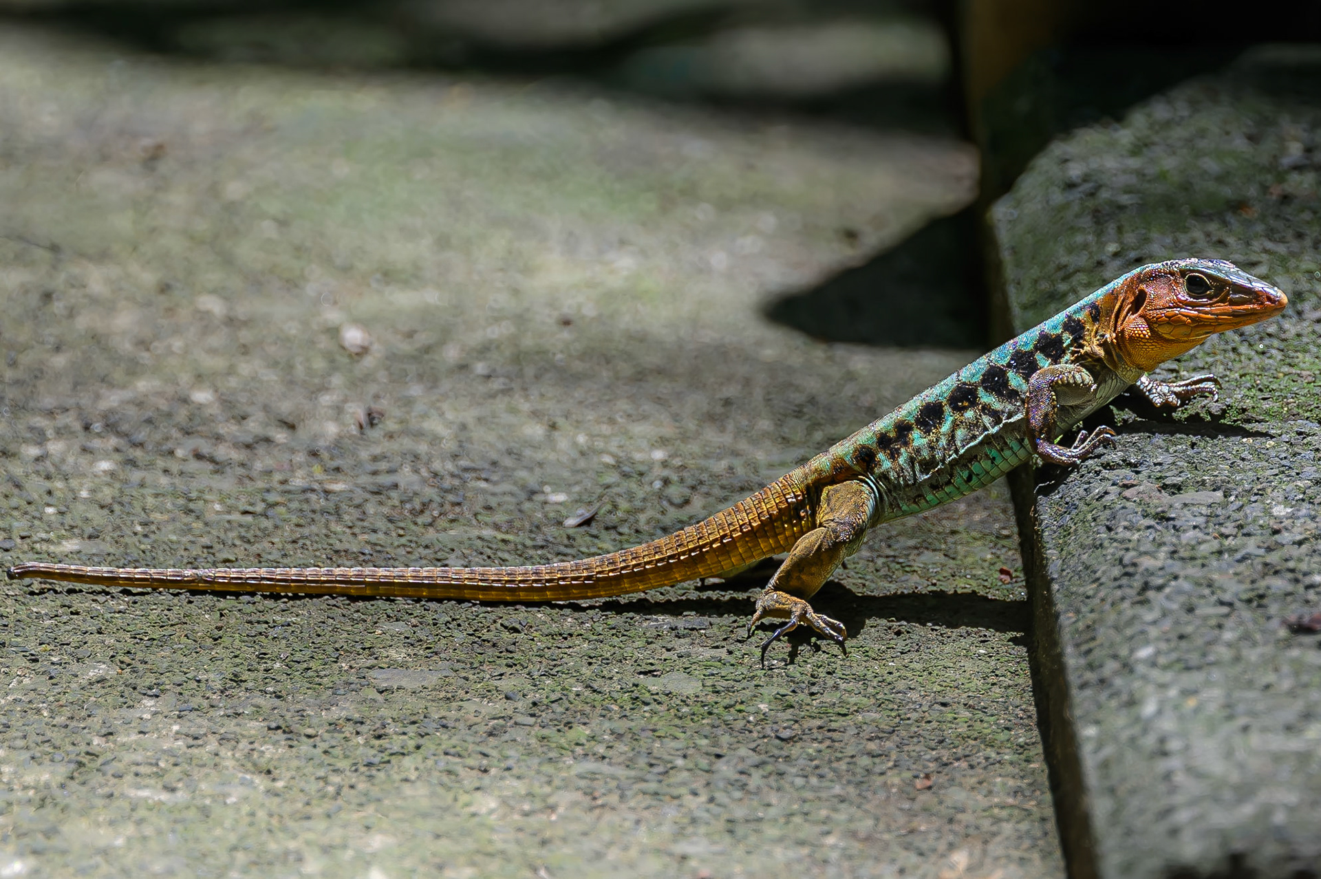 Rainbow Ameiva