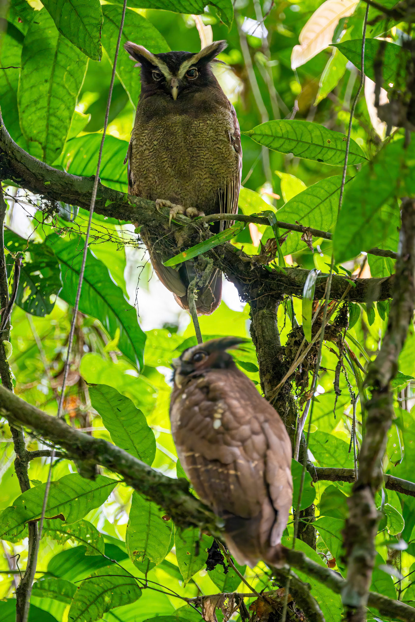 Crested Owl