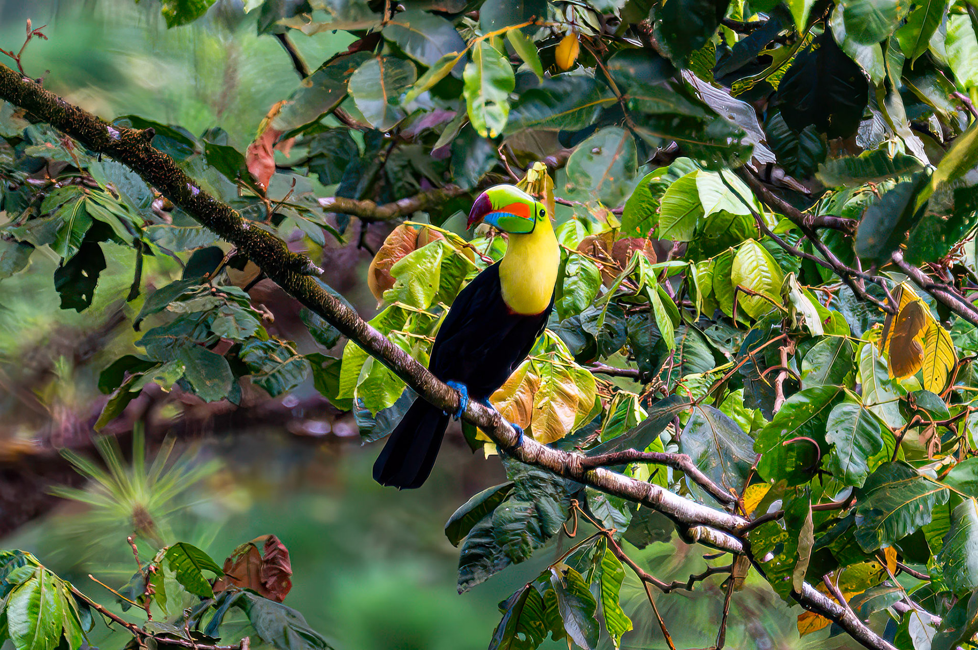 Keel-Billed Toucan
