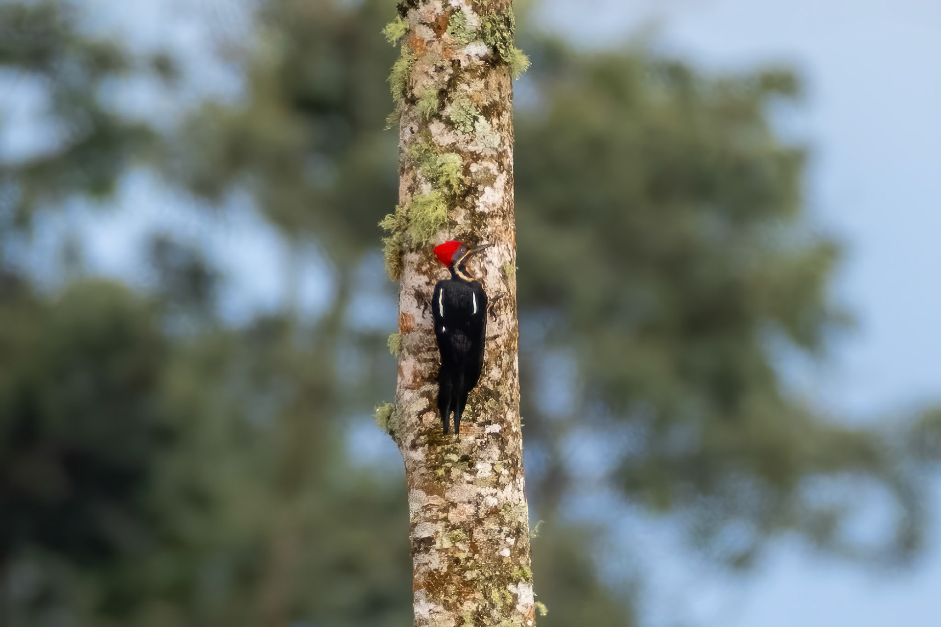 Lineated Woodpecker
