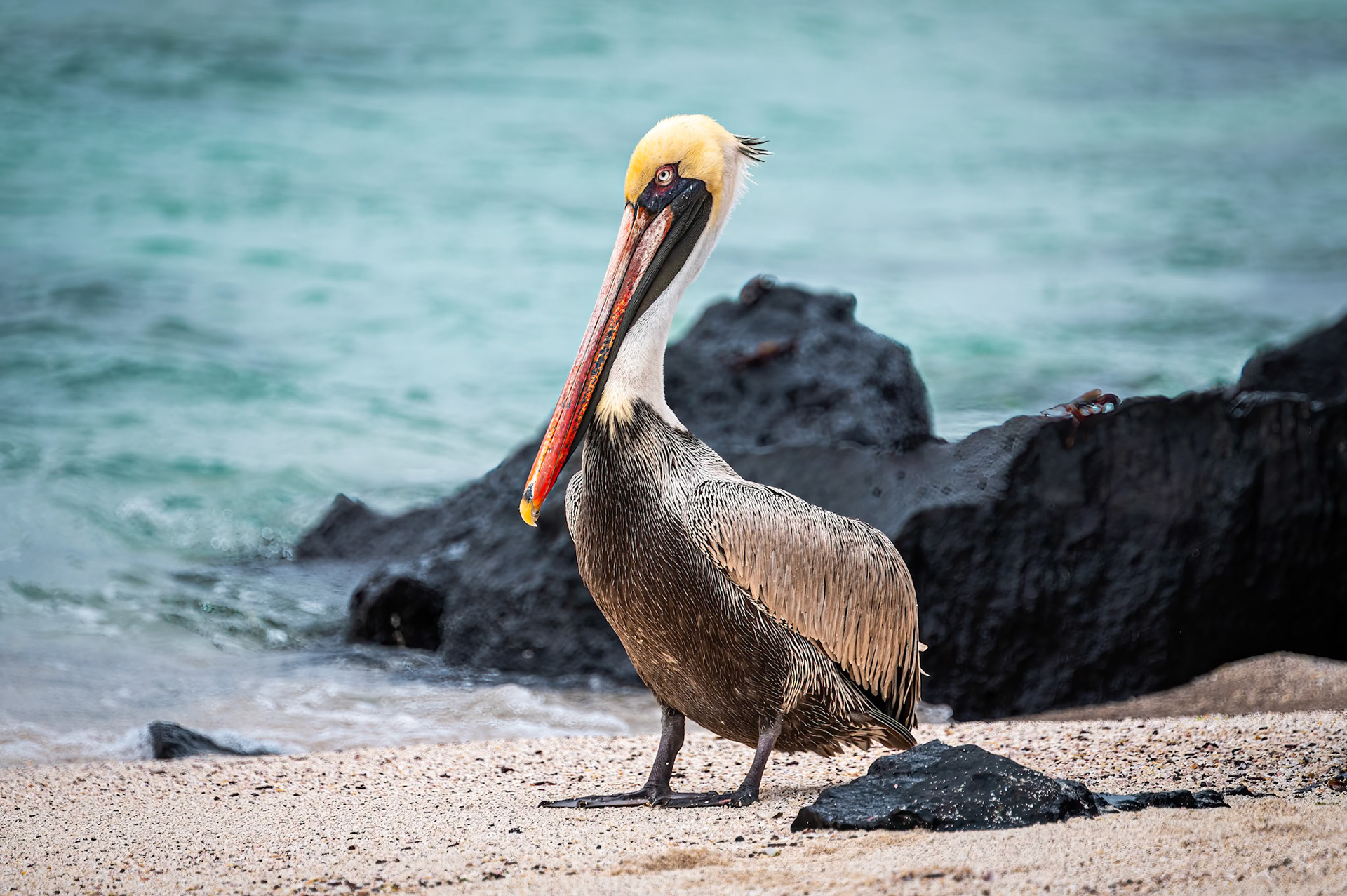 Brown Pelican