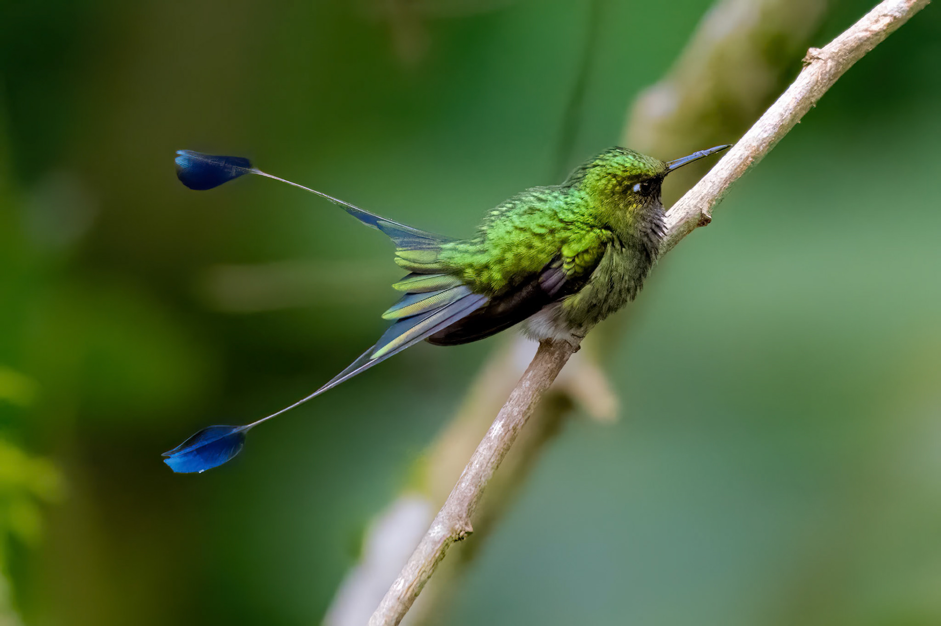 White-booted Racket-tail