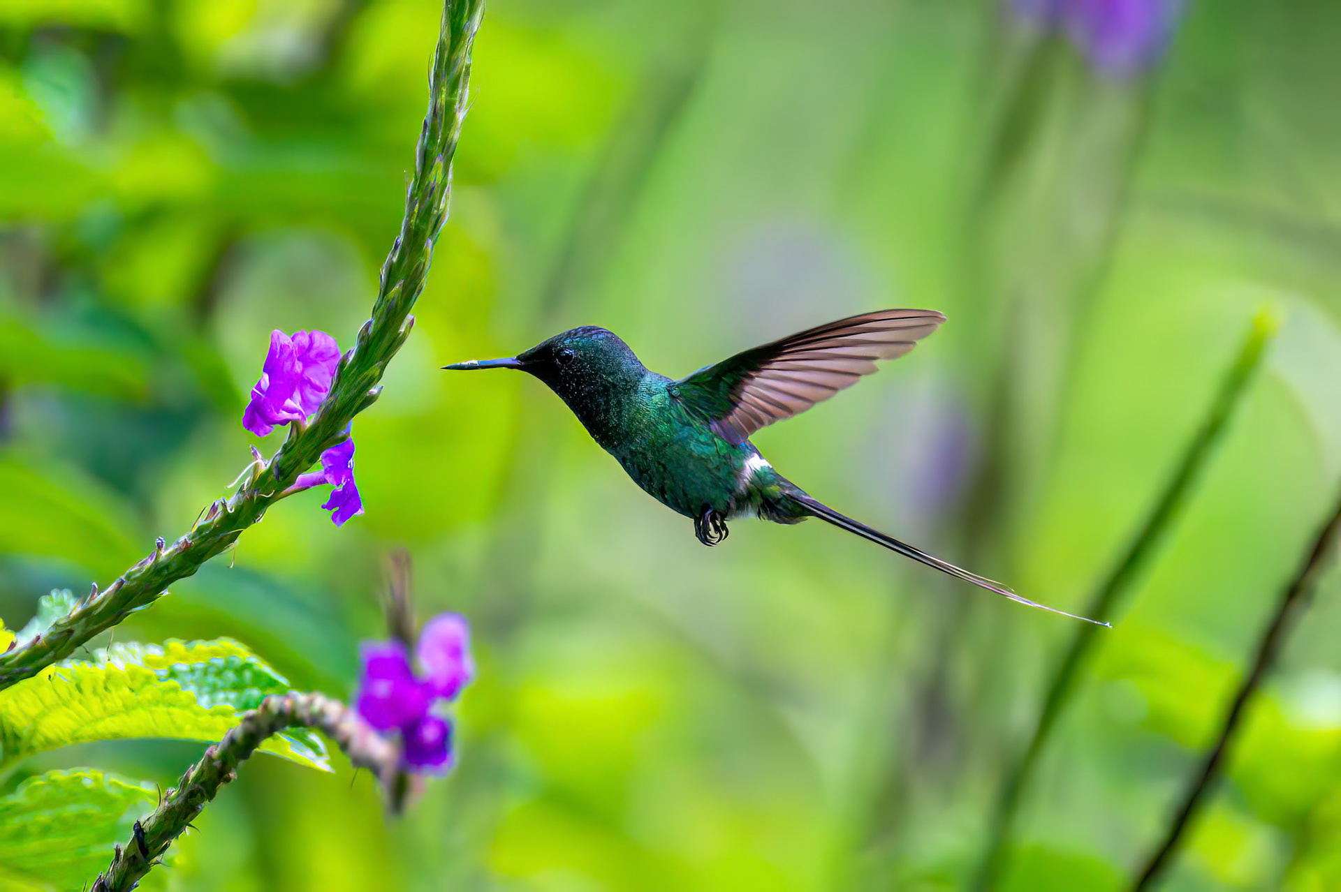 Green Thorntail