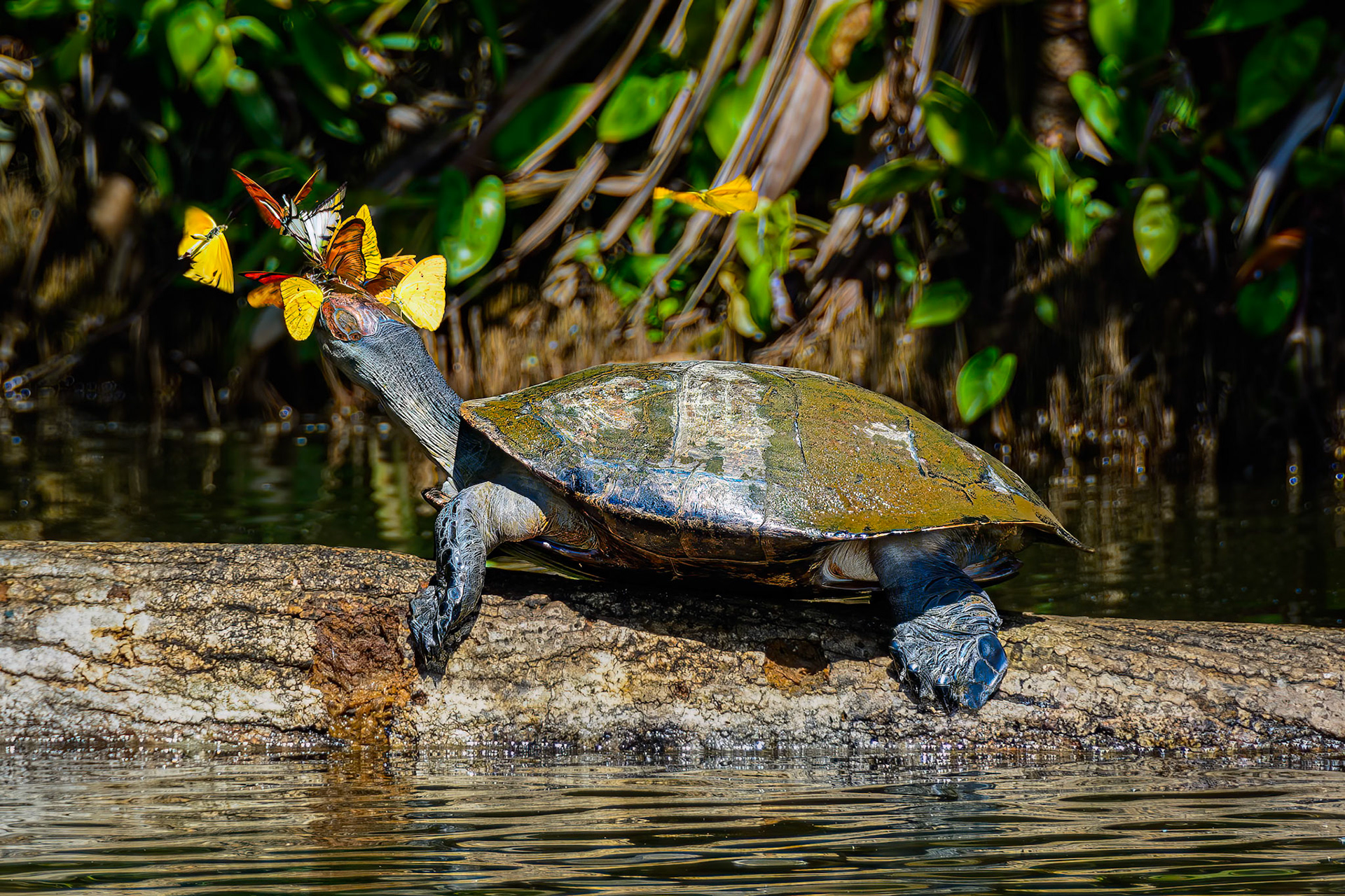 Yellow Spot Signet Turtle