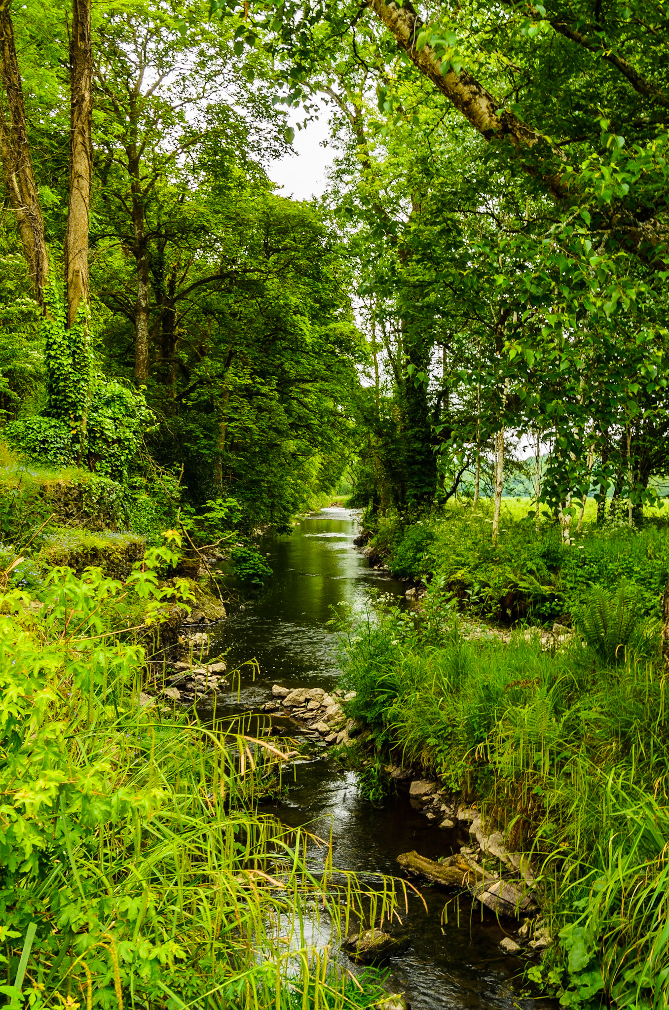 Creek flowing off River Martin
