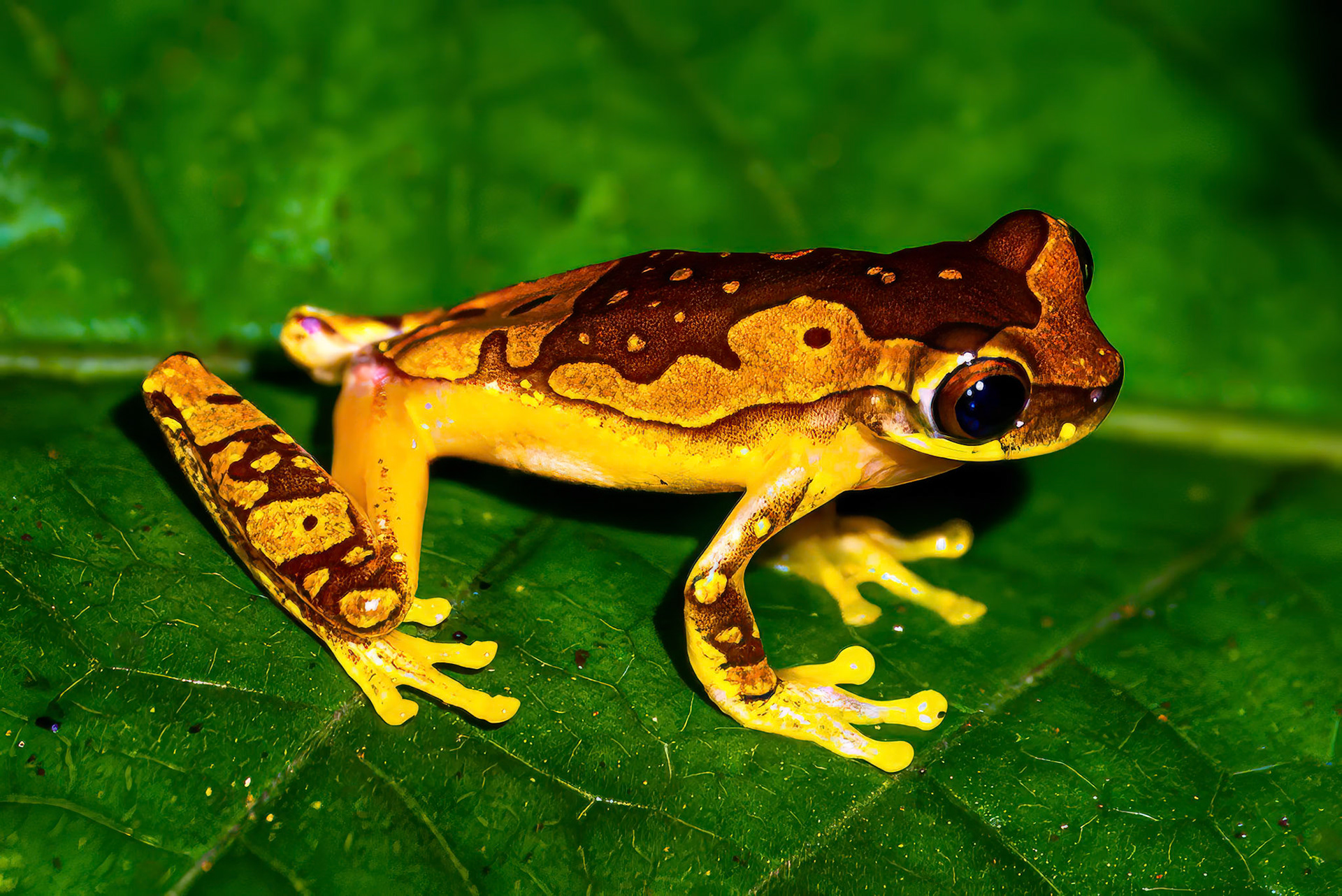 Hourglass Treefrog
