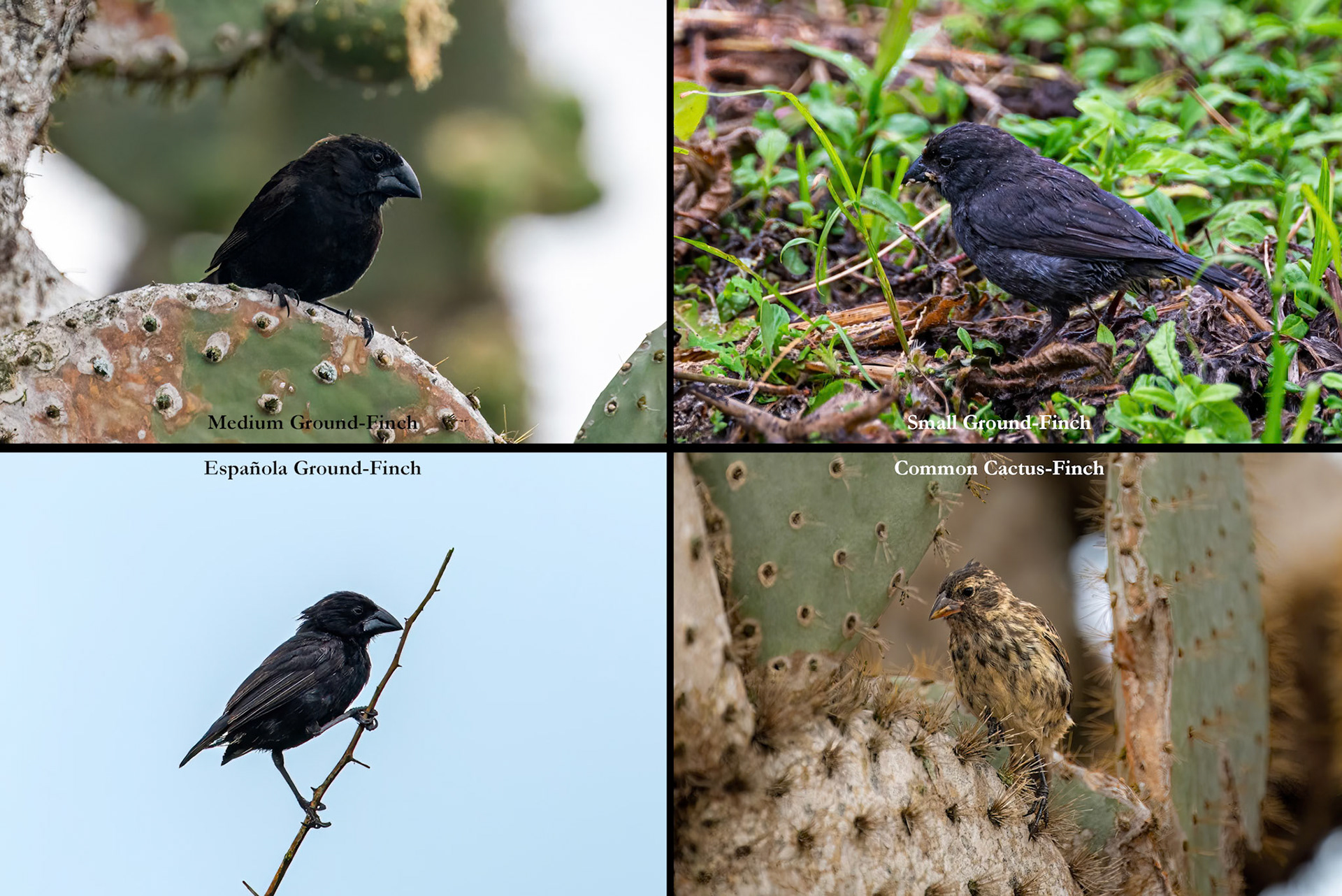 Darwin Finches - 4 of the 18 different species on the islands.