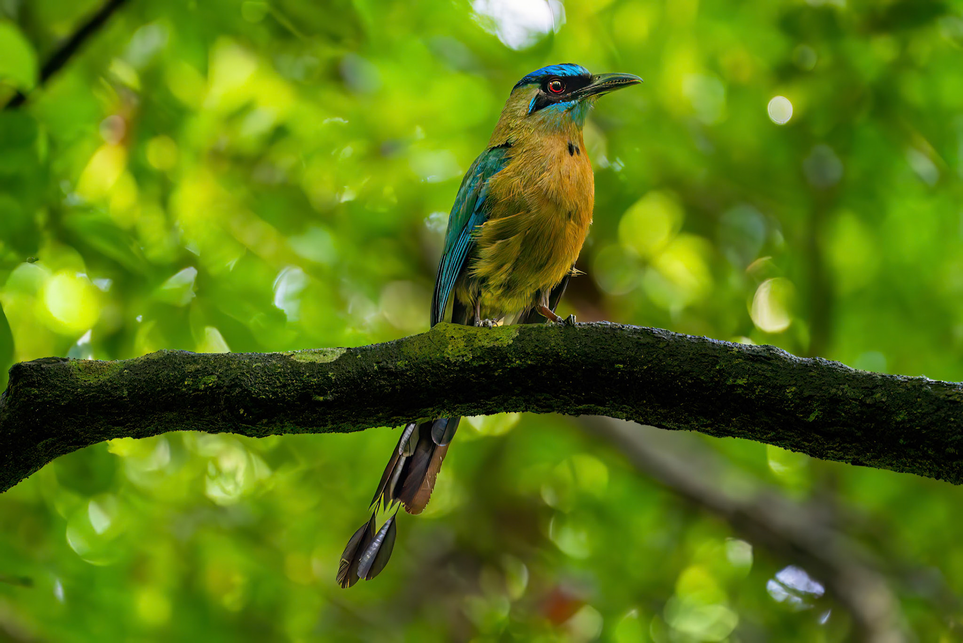 Lesson's Motmot