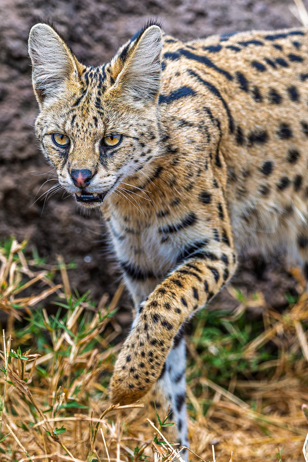 Serval Cat