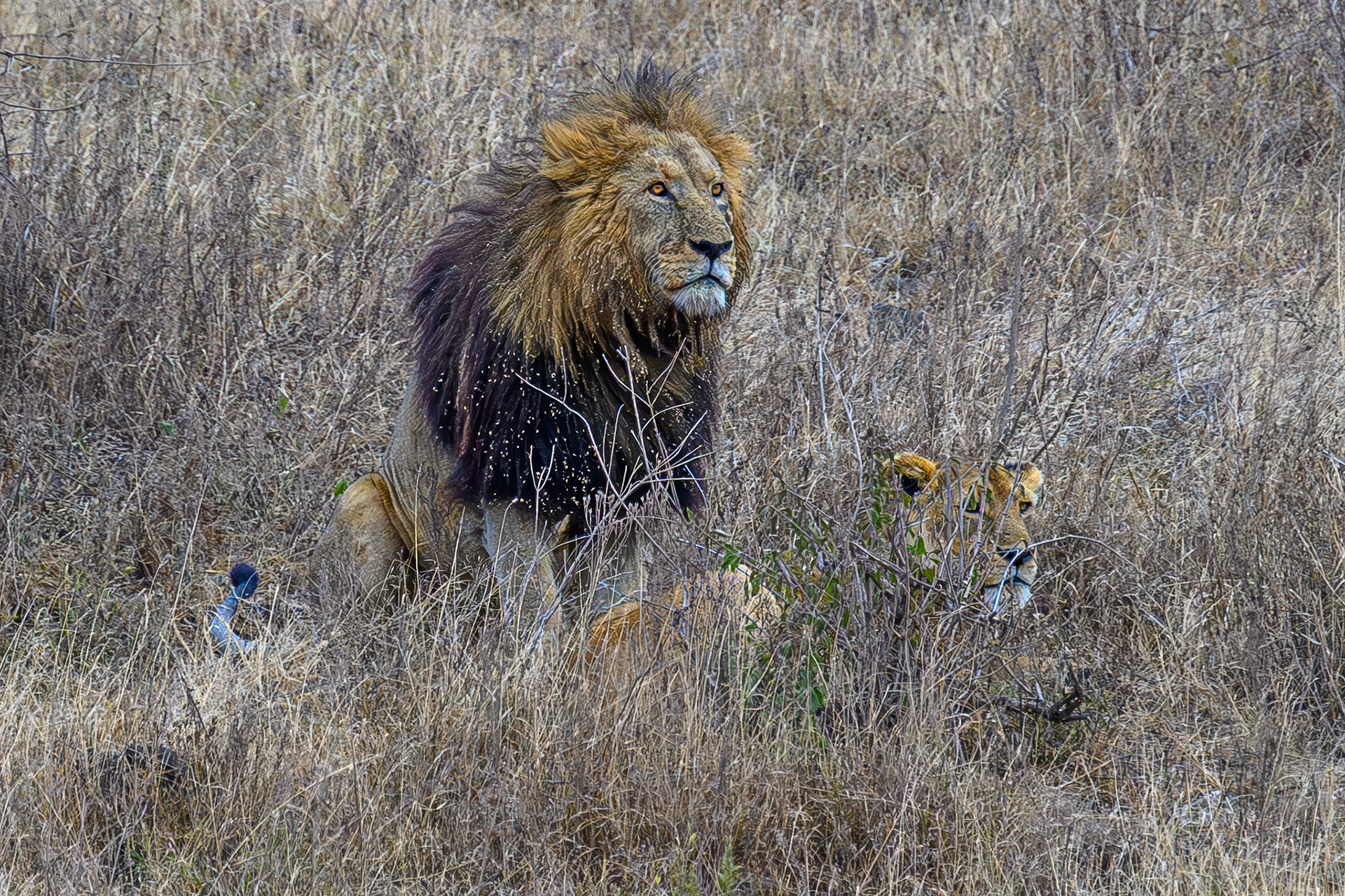 Lion and Lioness in the grass