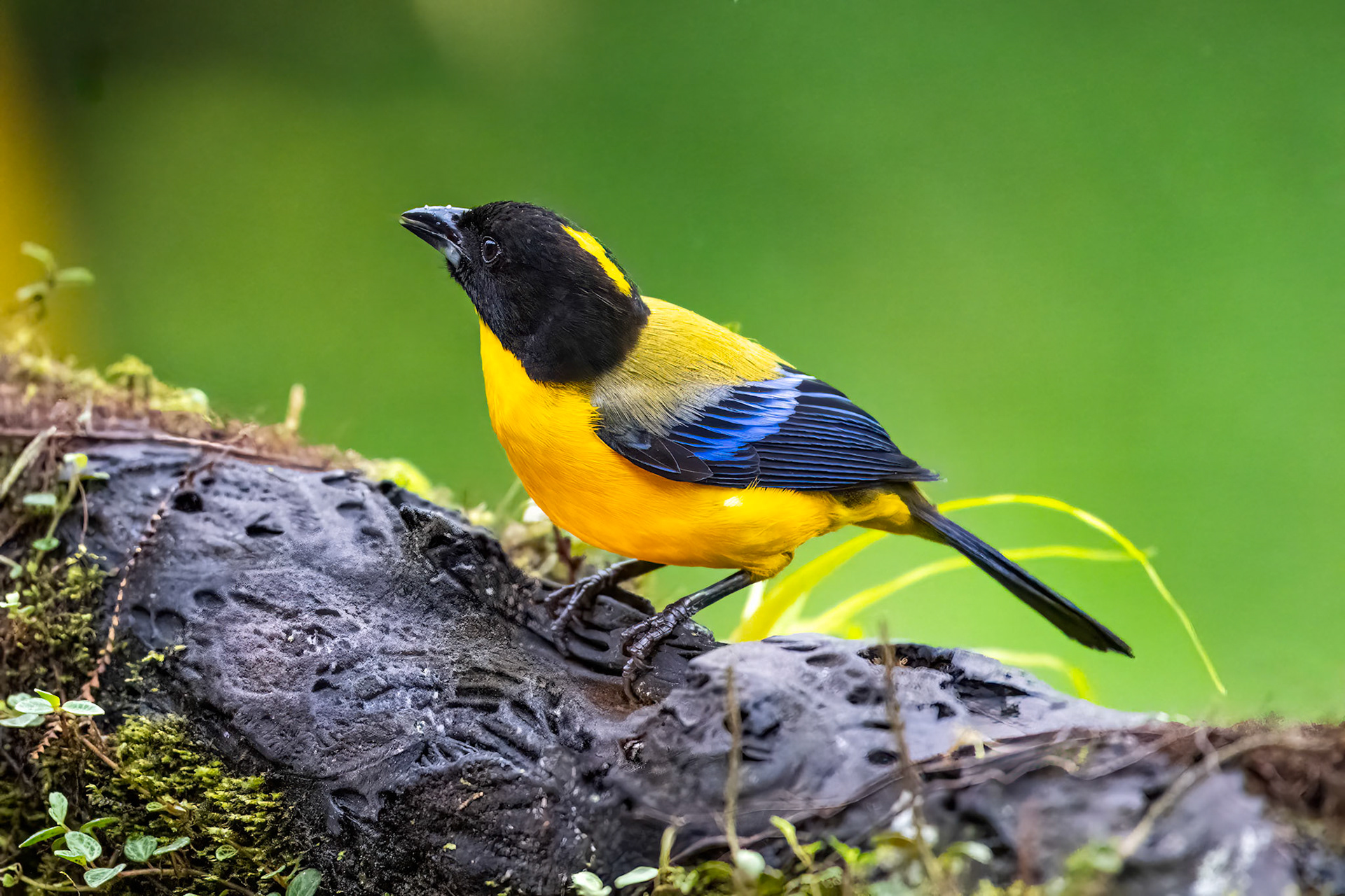 Black-chinned Mountain Tanager