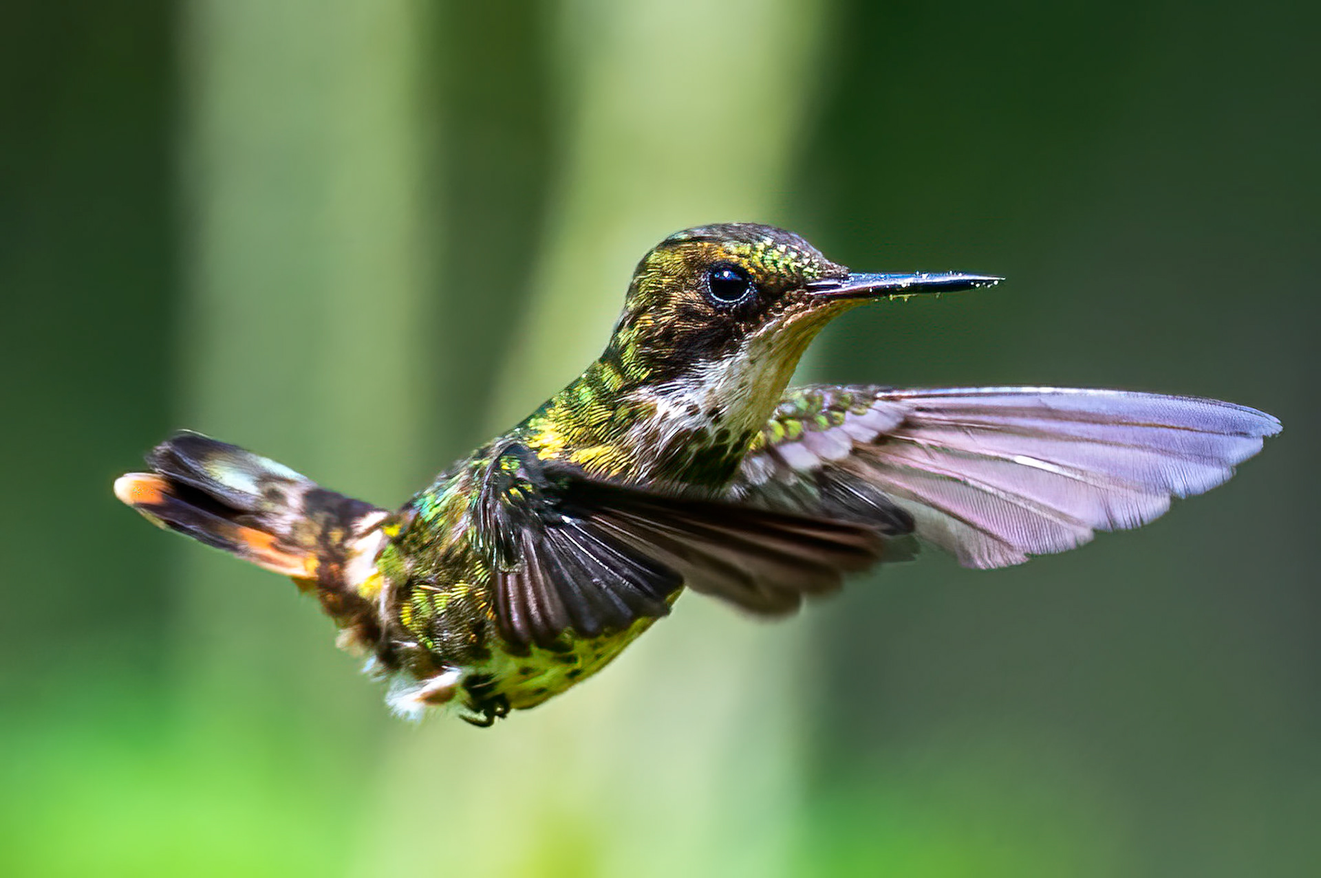 Black-crested Coquette