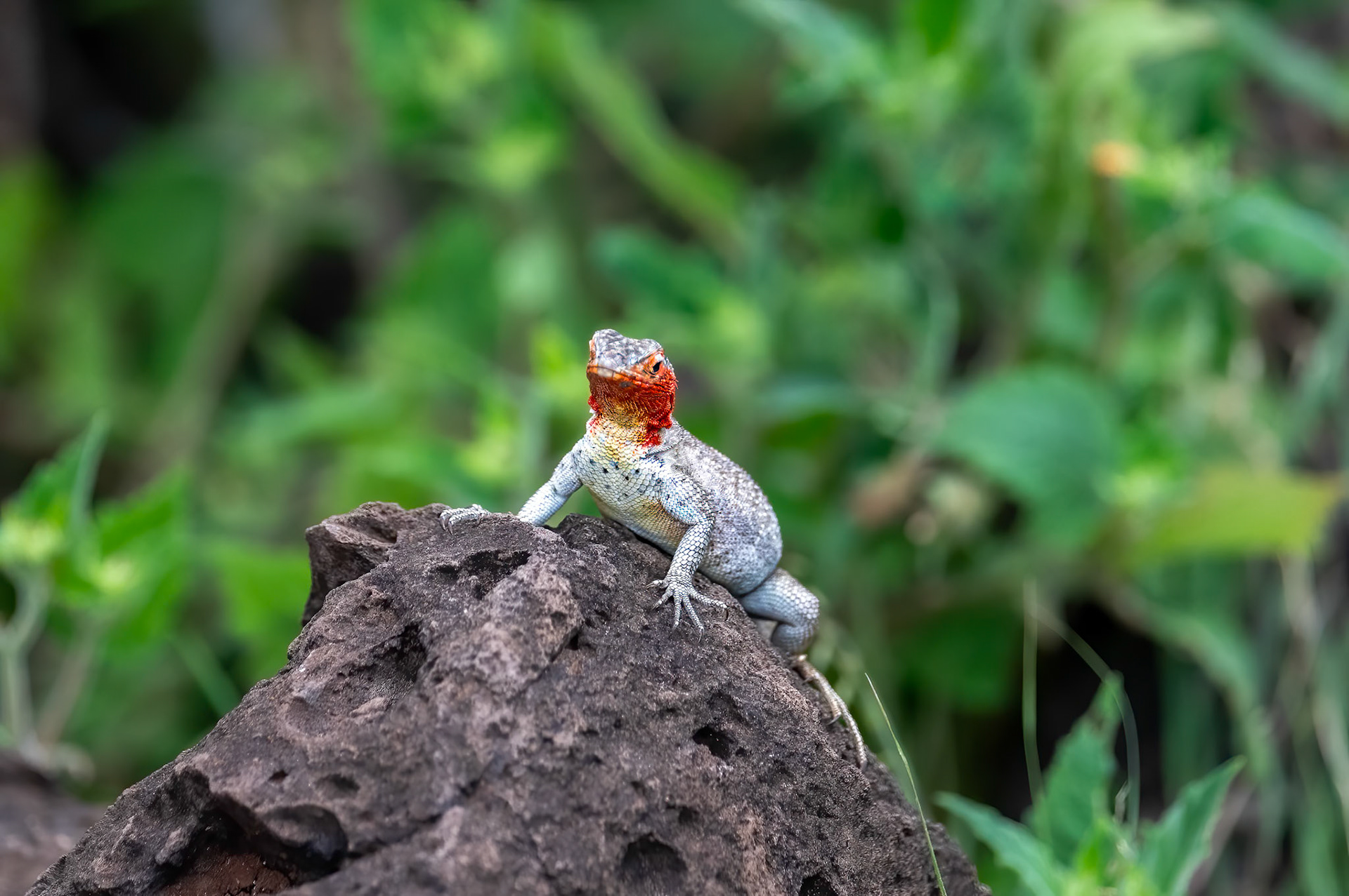 Galapagos Lava Lizard - Little dude