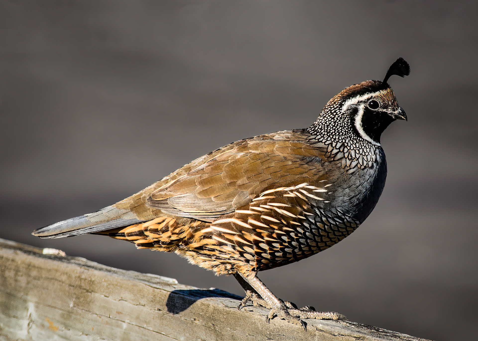 California Quail