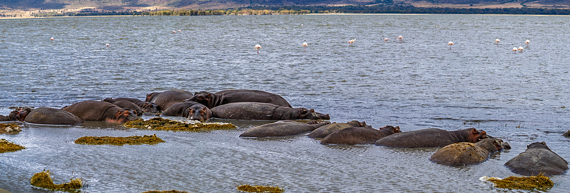 A thunder of hippos