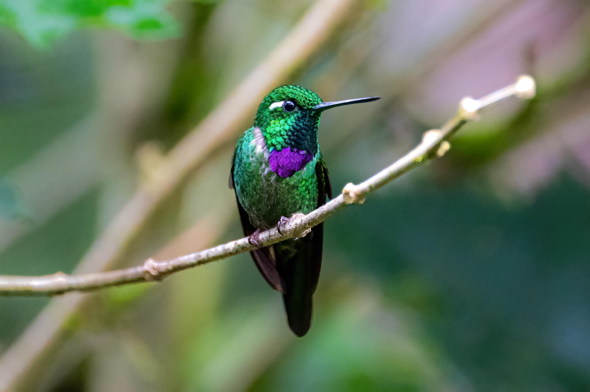 Purple-bibbed Whitetip