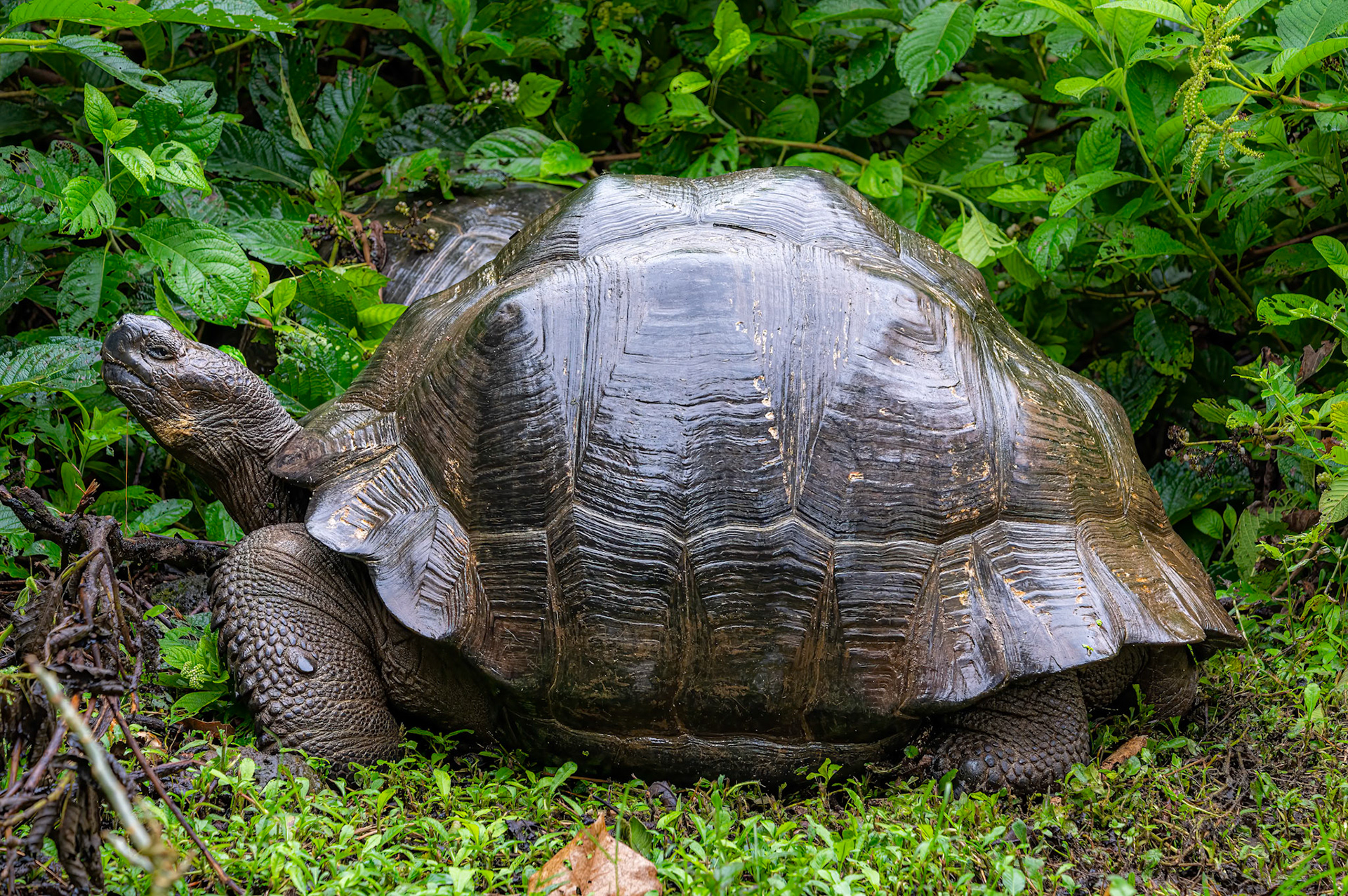 Life span over 100 years and can weigh up to 900 lbs.