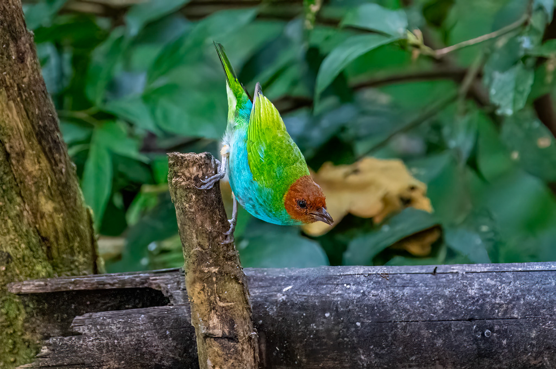 Bay-headed Tanager