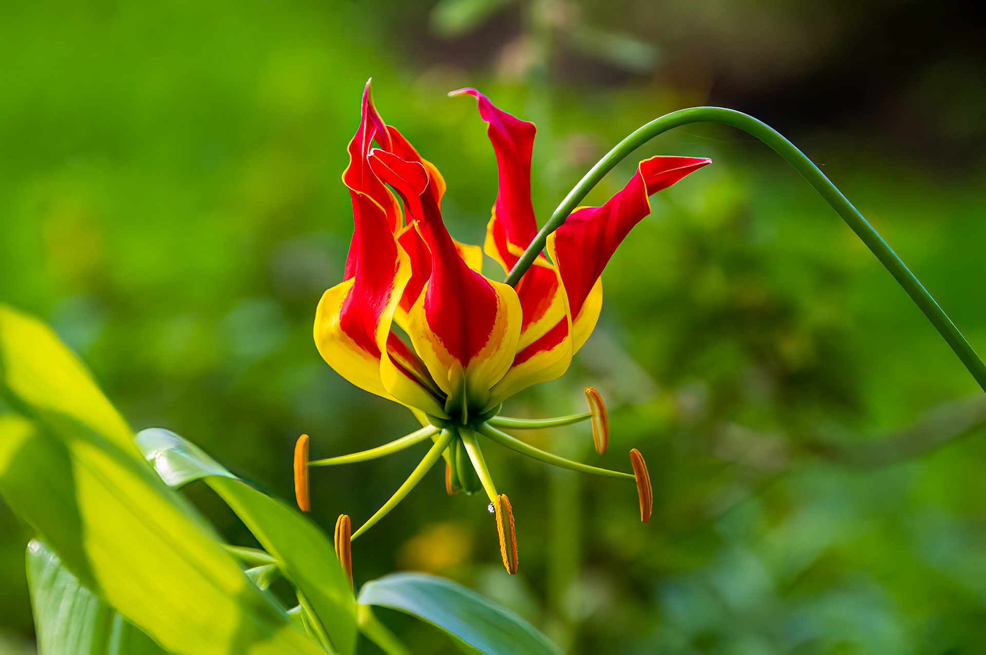 Flame Lily