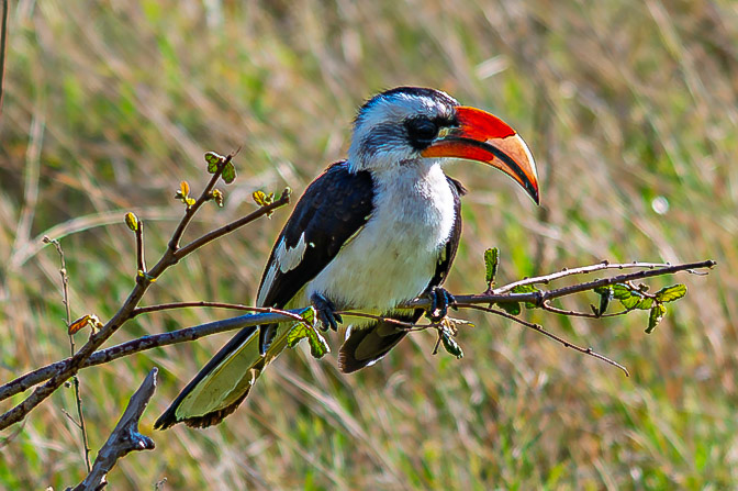 Von der Decken's Hornbill