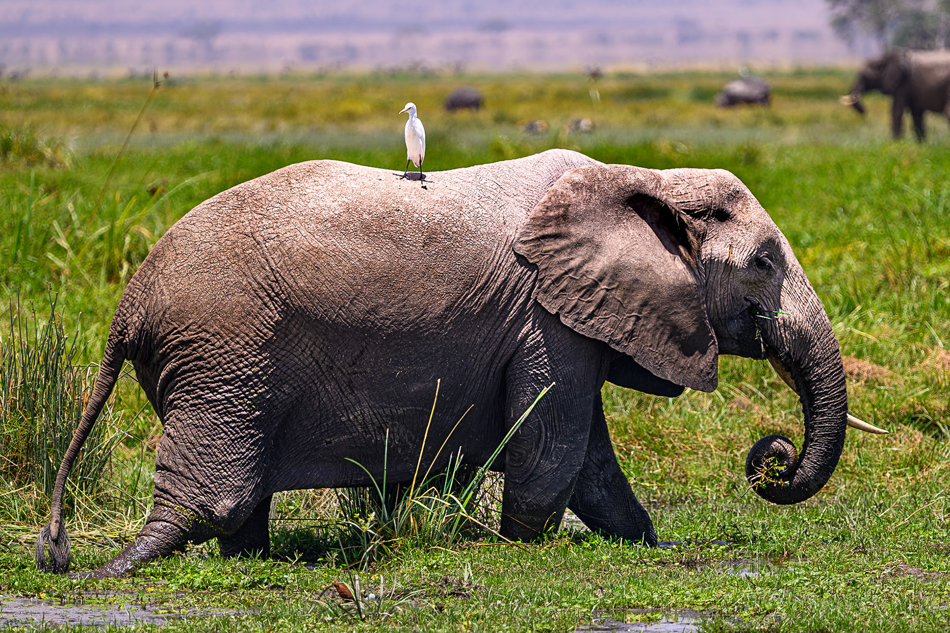 African Elephant