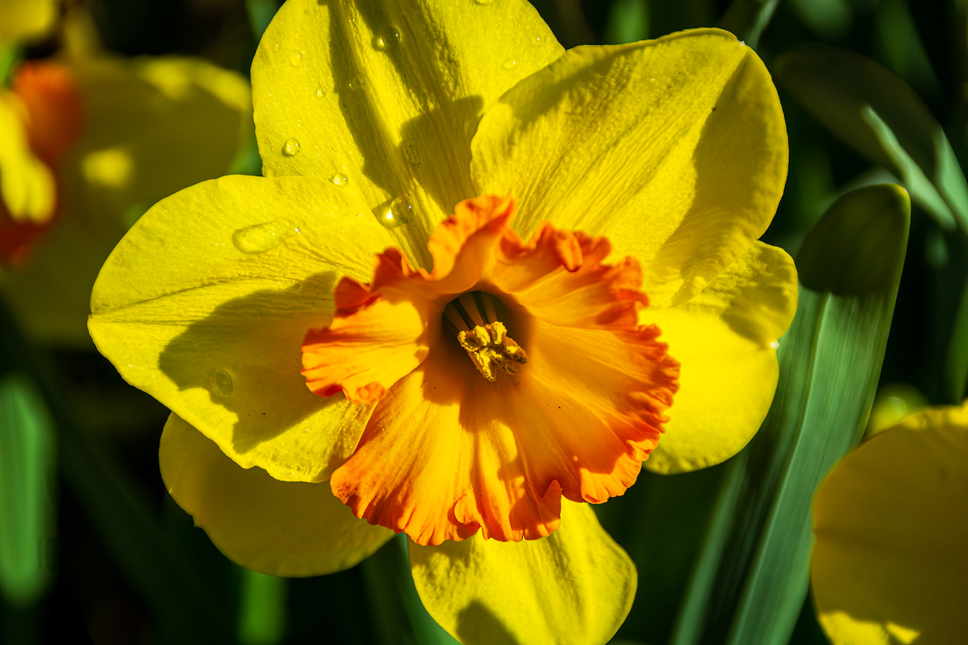 Daffodil
