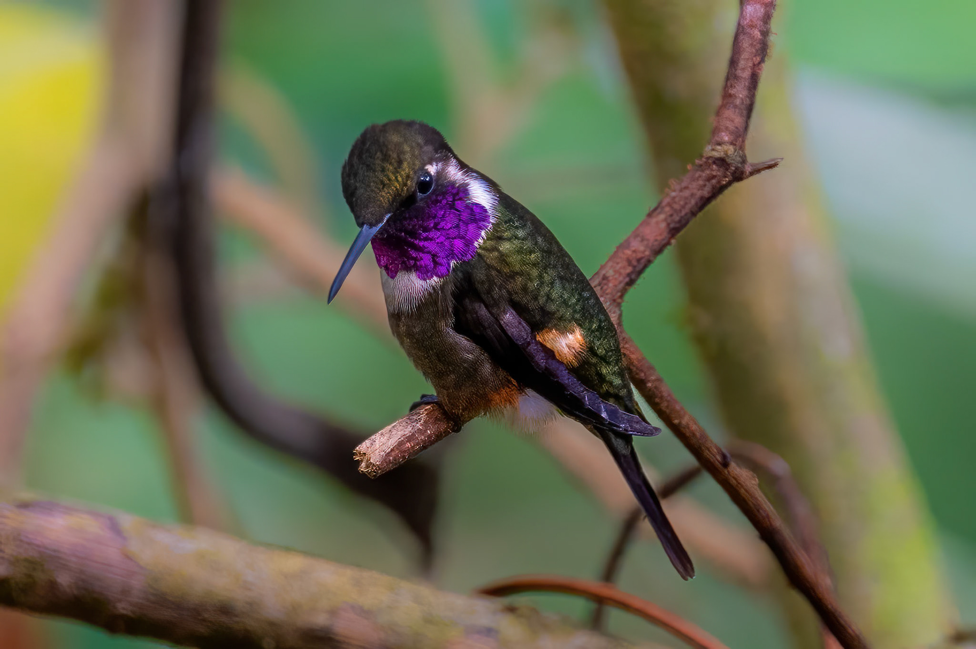 Purple-throated Woodstar