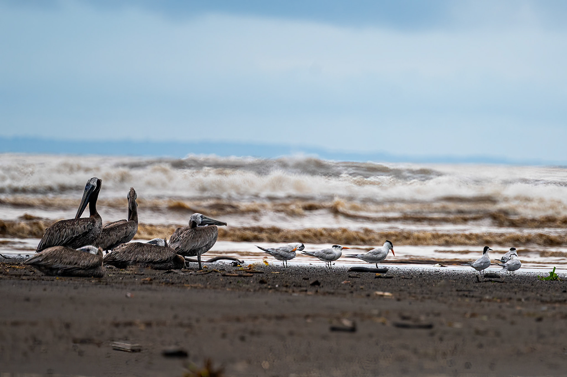 Wood Stork and Royal Terns